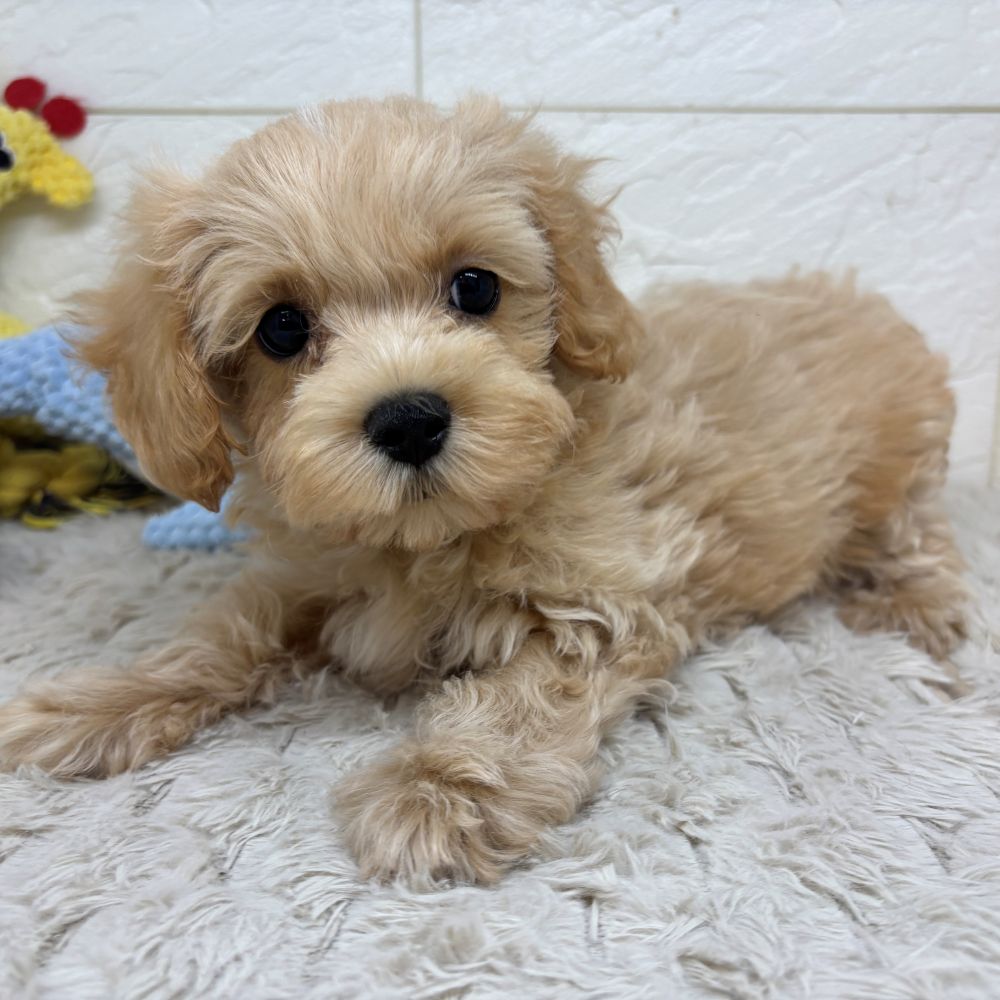 兵庫県のマルプー(マルチーズ×プードル) (犬の家＆猫の里ゆめタウン姫路店/2026年5月5日生まれ/女の子/クリーム)の子犬の3枚目の画像