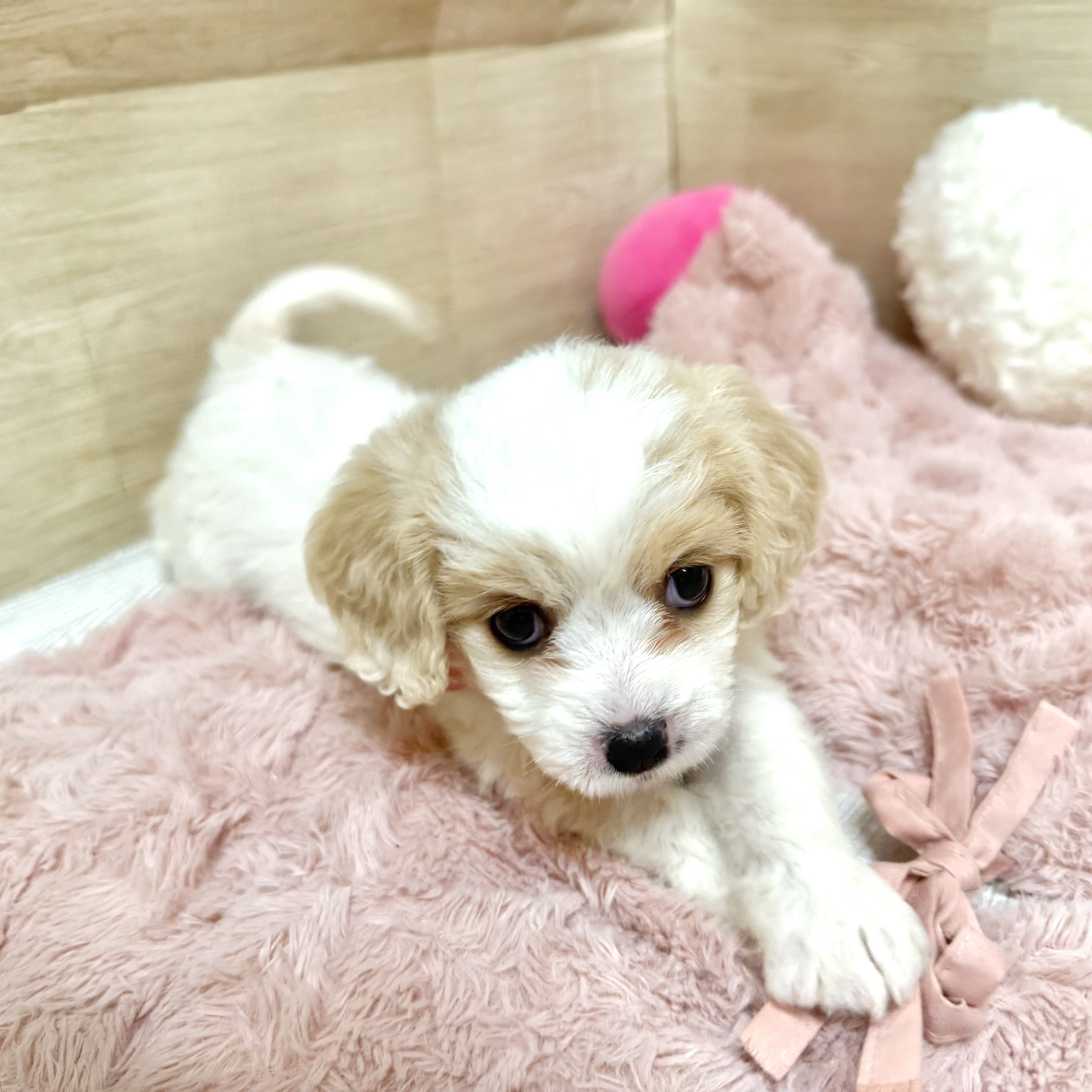 大阪府のハーフ犬・ミックス犬 (犬の家＆猫の里そよら東岸和田店/2026年5月6日生まれ/女の子/ホワイトクリーム)の子犬の3枚目の画像