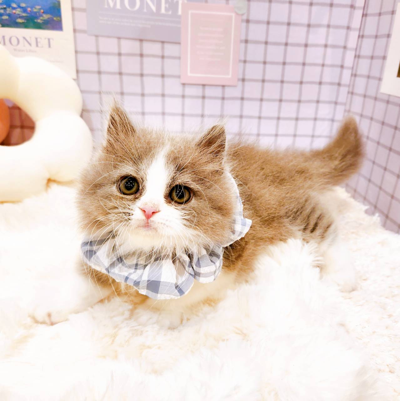 福井県のマンチカン (犬の家＆猫の里福井店/2026年4月28日生まれ/男の子/ブルーホワイト)の子猫の3枚目の画像