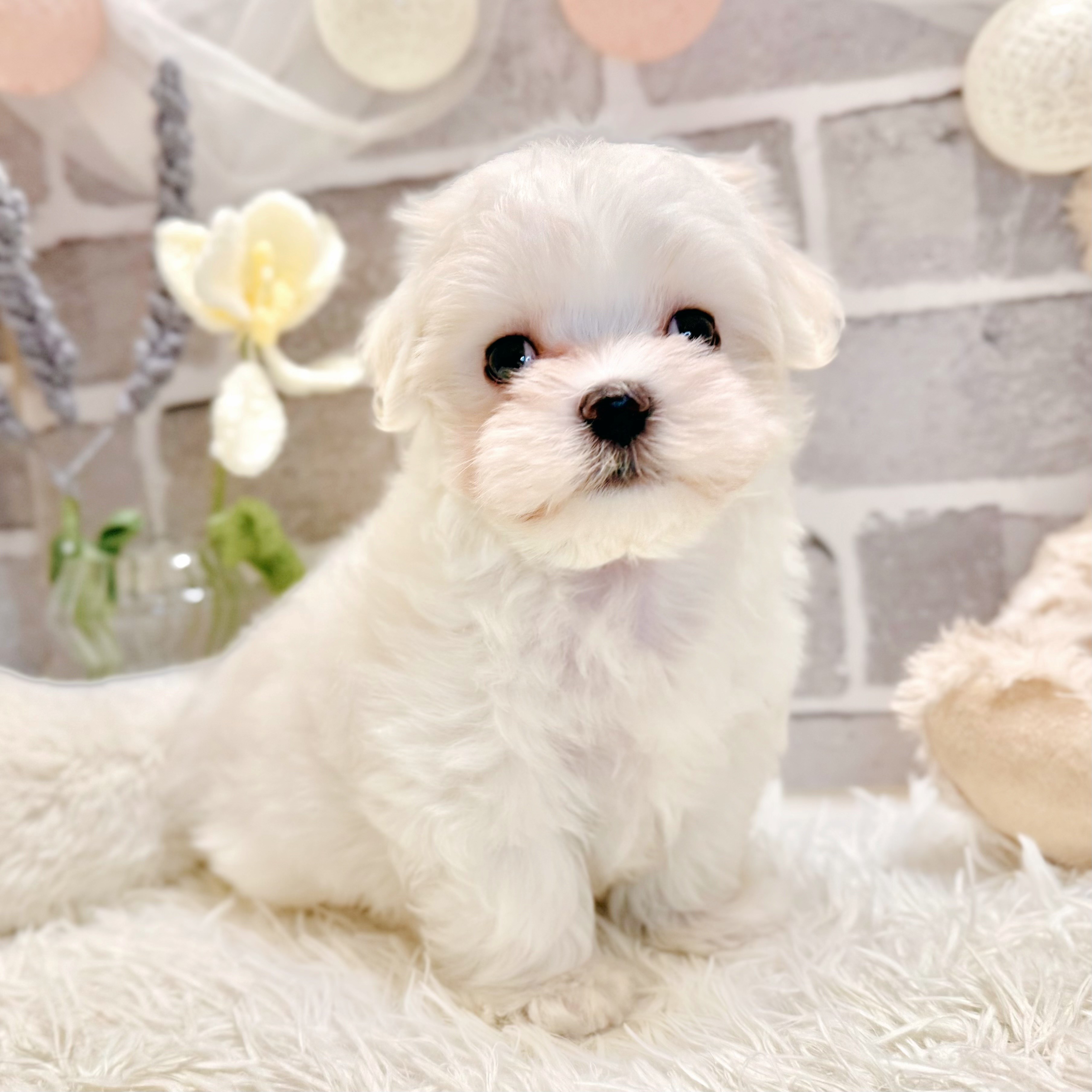 兵庫県のマルチーズ (犬の家＆猫の里神戸店/2026年5月7日生まれ/男の子/ホワイト)の子犬の3枚目の画像