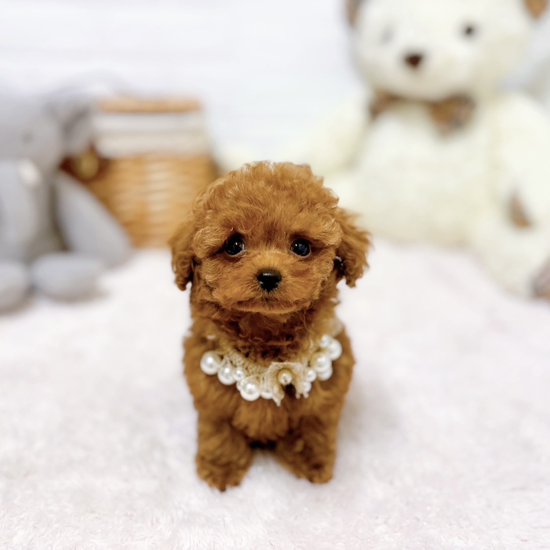 滋賀県のトイプードル(ティーカップ) (犬の家＆猫の里近江八幡店/2026年5月4日生まれ/男の子/レッドフォーン)の子犬の3枚目の画像