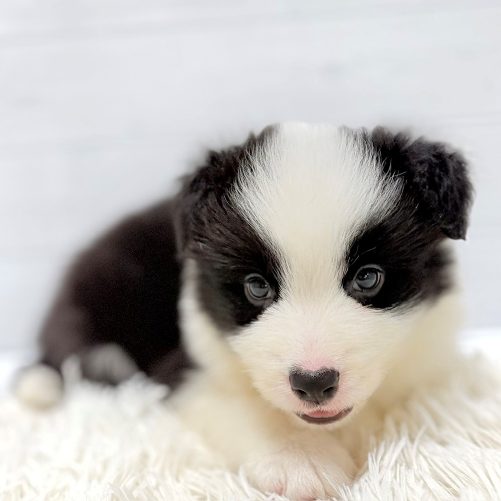 愛知県のボーダーコリー (犬の家＆猫の里豊田店/2026年5月8日生まれ/男の子/ブラックホワイト)の子犬の3枚目の画像