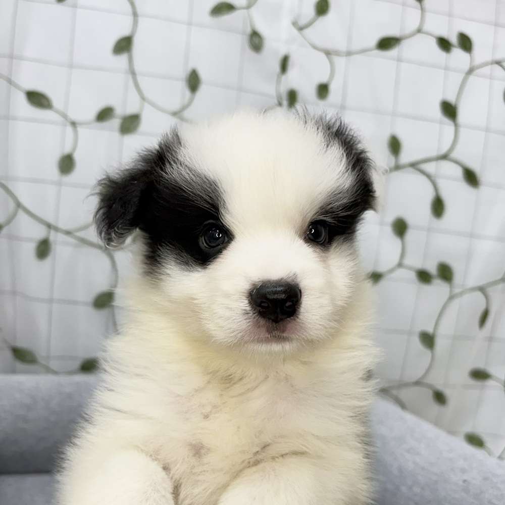 長野県のボーダーコリー (犬の家＆猫の里塩尻店/2026年5月8日生まれ/男の子/ブラックホワイト)の子犬の1枚目の画像