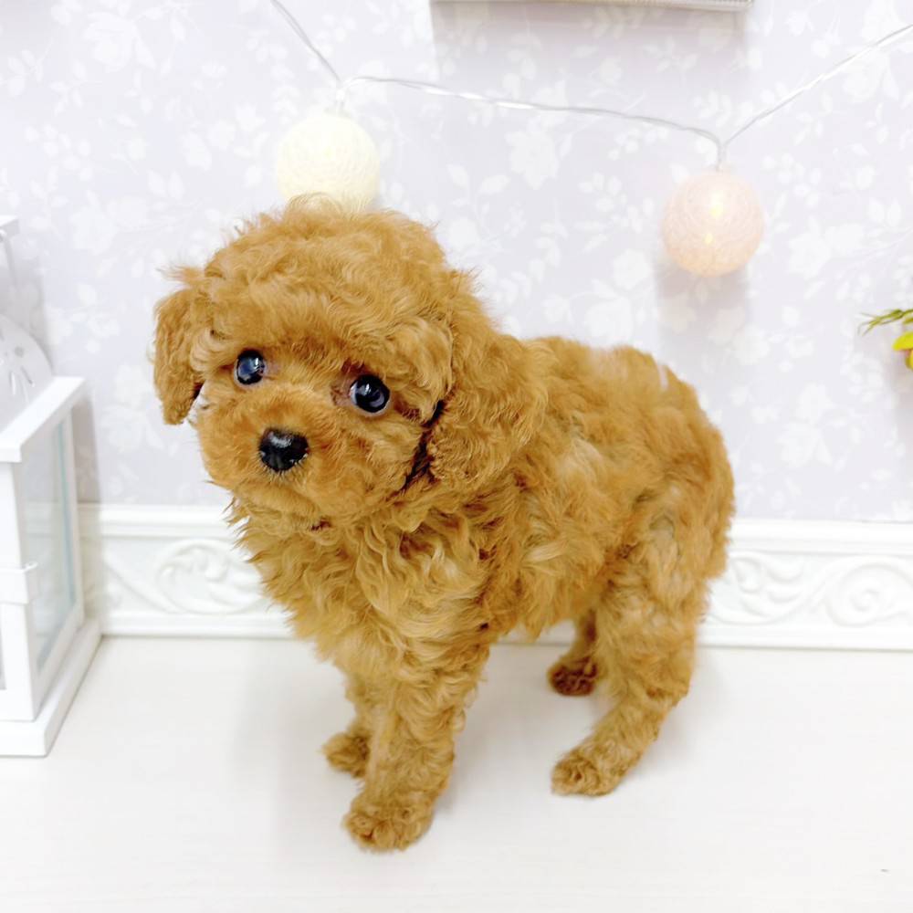 富山県のトイプードル(トイ) (犬の家＆猫の里アミーゴ山室店/2026年5月7日生まれ/女の子/レッド)の子犬の3枚目の画像