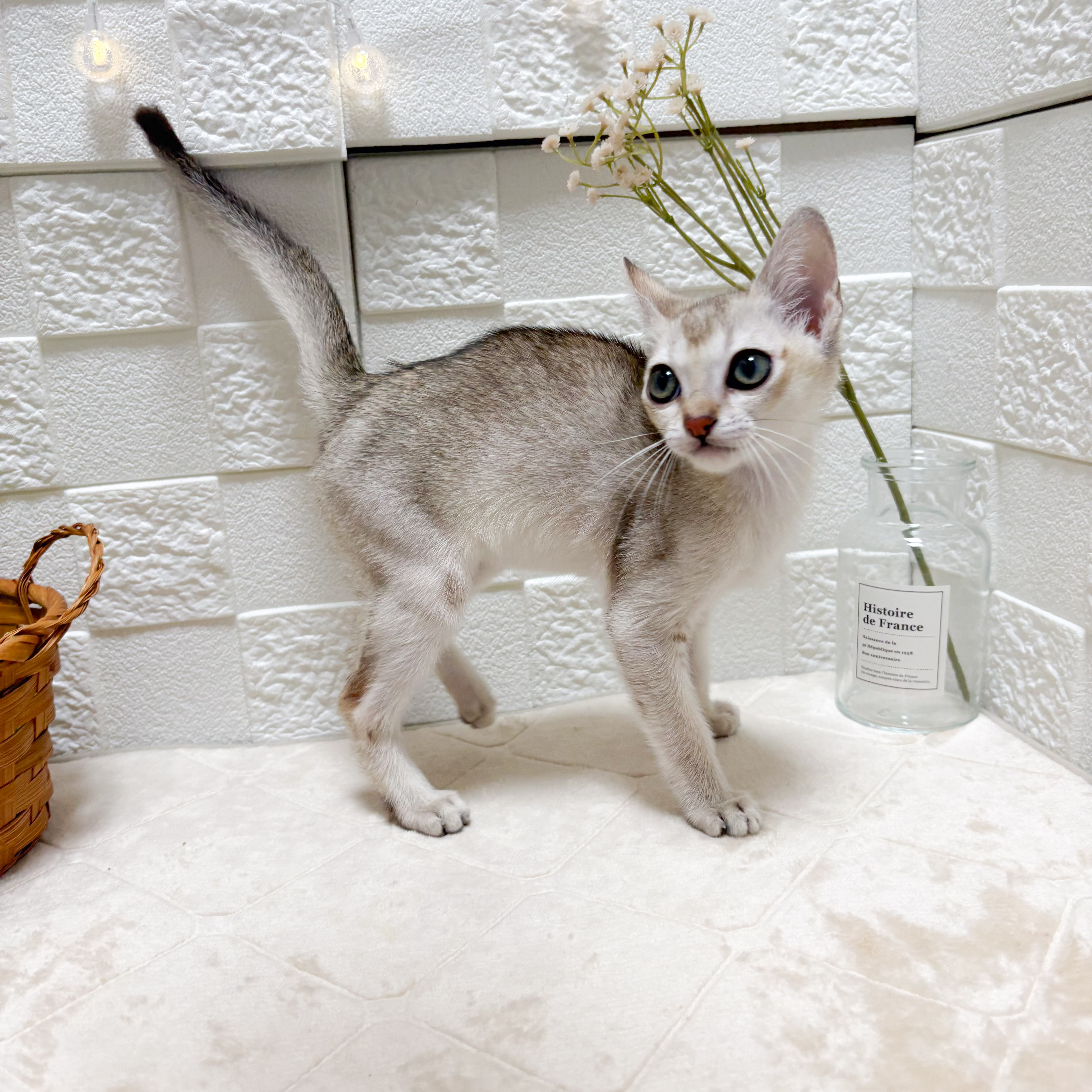 東京都のシンガプーラ (犬の家＆猫の里ペットフォレスト小平店/2026年4月21日生まれ/男の子/セピアアグーティ)の子猫の3枚目の画像