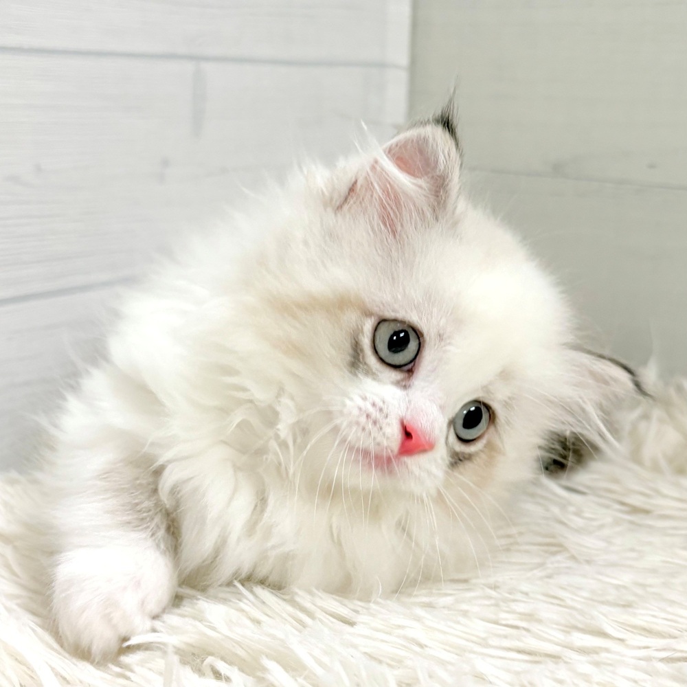 愛知県のミヌエット (犬の家＆猫の里豊田店/2026年5月4日生まれ/女の子/ブルートーティポイント&ホワイト)の子猫の3枚目の画像