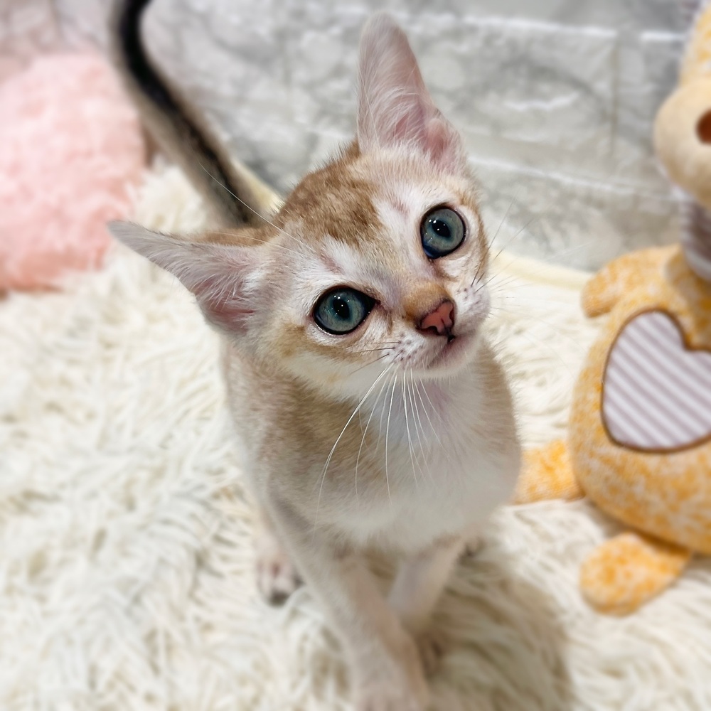 愛知県のシンガプーラ (犬の家＆猫の里MiO香久山店/2026年5月6日生まれ/男の子/セピアアグーティ)の子猫の3枚目の画像