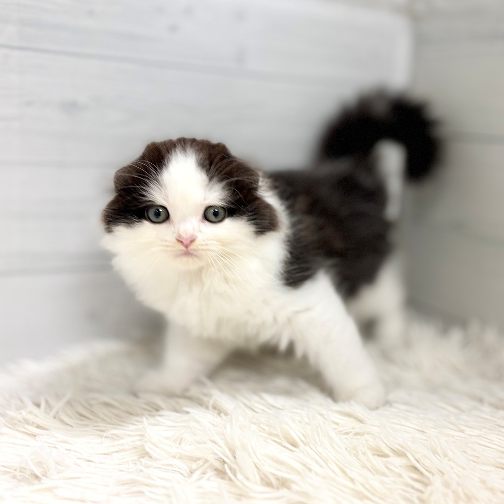 愛知県のスコティッシュフォールド (犬の家＆猫の里豊田店/2026年5月1日生まれ/男の子/ブラックホワイト)の子猫の3枚目の画像