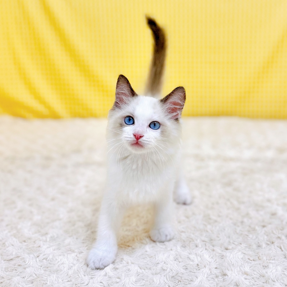 愛知県のラグドール (犬の家＆猫の里一宮店/2026年5月8日生まれ/男の子/シールポイントバイカラー)の子猫の3枚目の画像