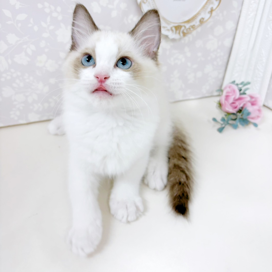 富山県のラグドール (犬の家＆猫の里アミーゴ高岡蓮花寺店/2026年5月8日生まれ/男の子/シールポイントバイカラー)の子猫の3枚目の画像