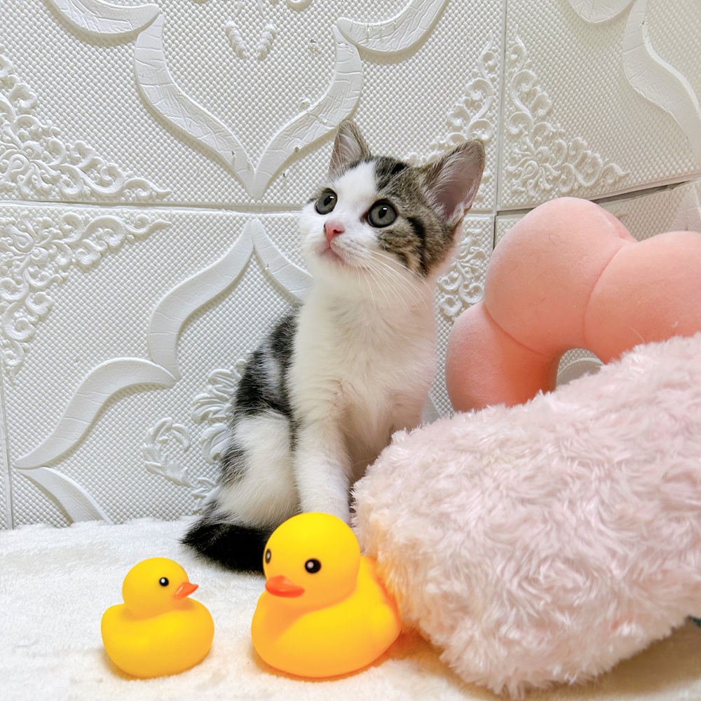 愛知県のスコティッシュストレート (犬の家＆猫の里岡崎店/2026年5月1日生まれ/男の子/ブラウンタビーホワイト)の子猫の3枚目の画像