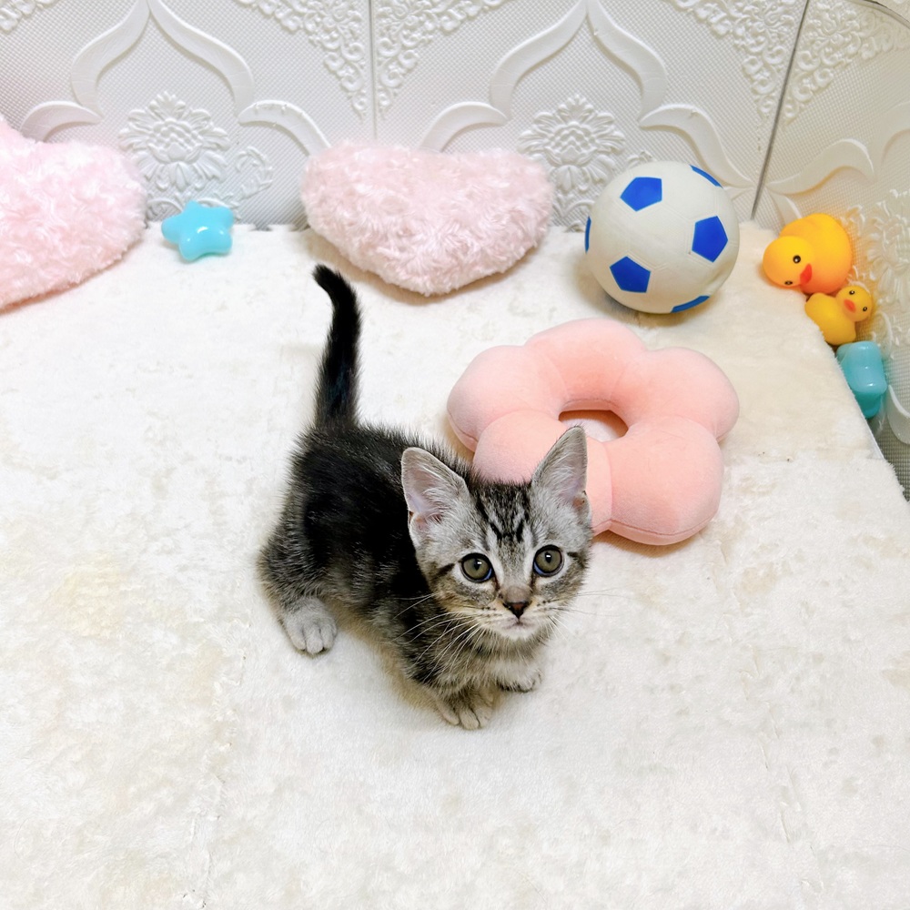 愛知県のマンチカン (犬の家＆猫の里岡崎店/2026年5月1日生まれ/男の子/シルバータビー)の子猫の3枚目の画像