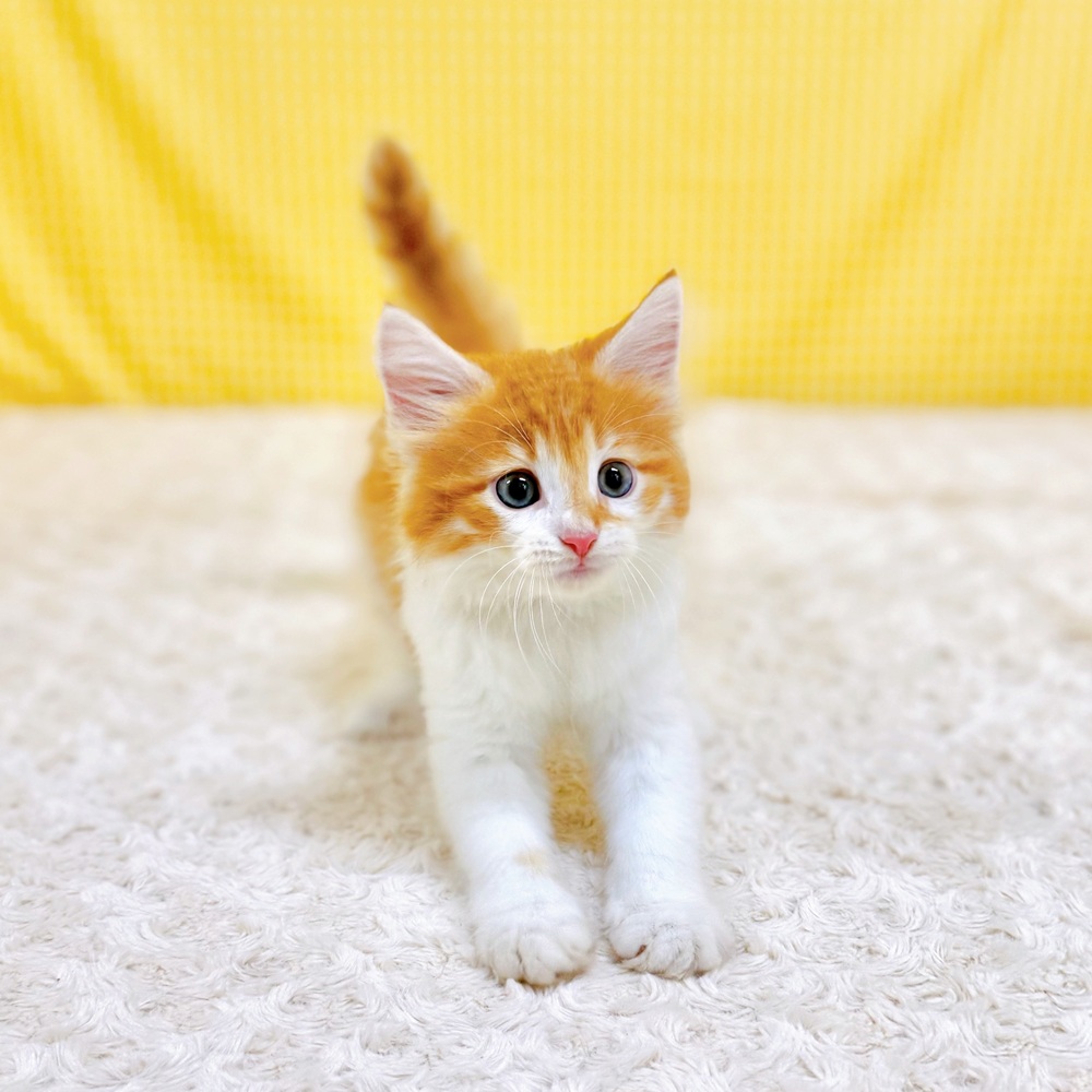 愛知県のノルウェージャンフォレストキャット (犬の家＆猫の里一宮店/2026年5月9日生まれ/男の子/レッドタビーホワイト)の子猫の3枚目の画像