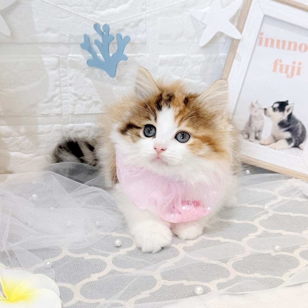 静岡県のノルウェージャンフォレストキャット (犬の家＆猫の里富士店/2026年5月9日生まれ/女の子/キャリコ)の子猫の3枚目の画像