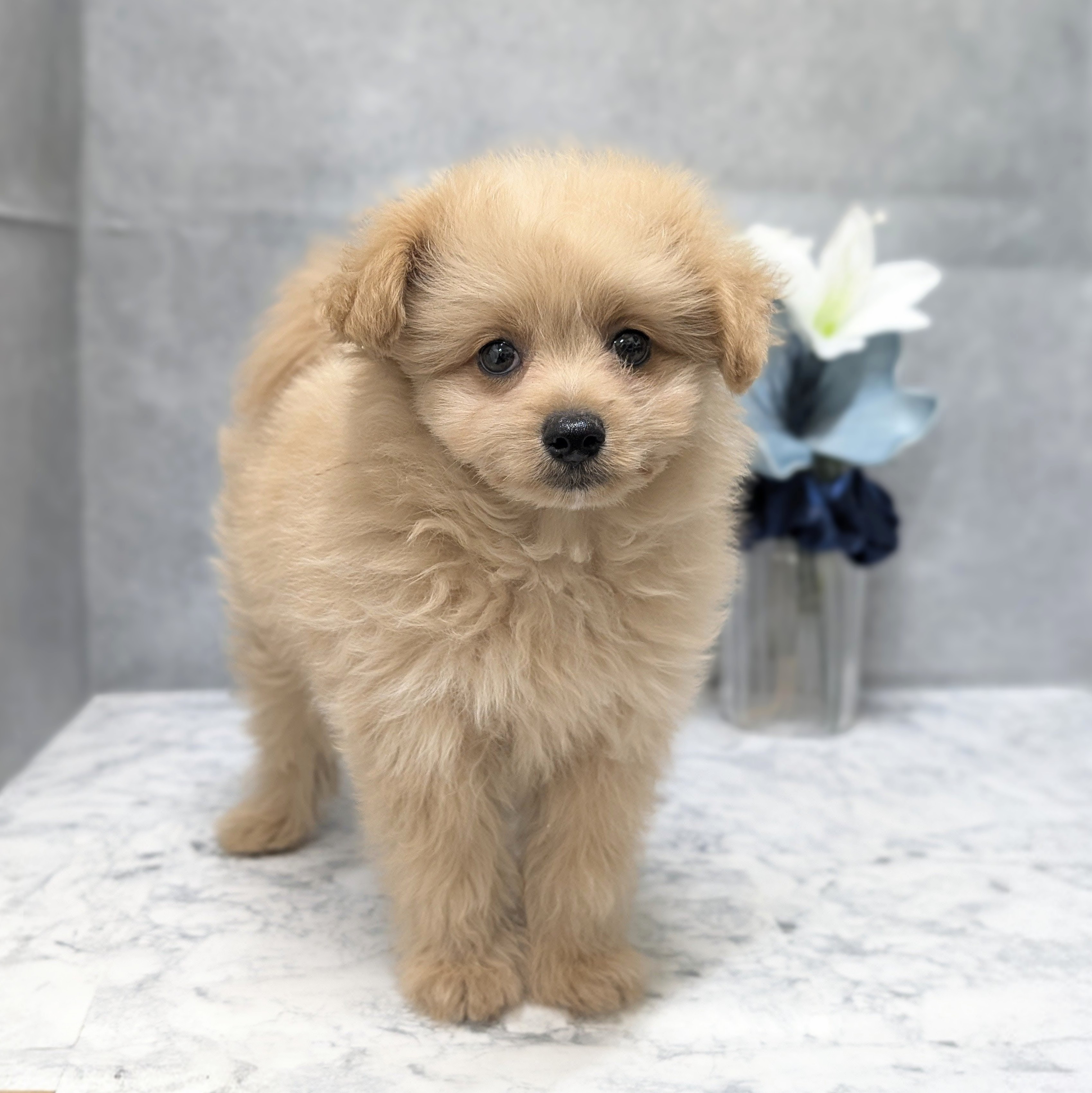 愛知県のポメプー(ポメラニアン×プードル) (犬の家＆猫の里安城店/2026年5月10日生まれ/男の子/アプリコット)の子犬の3枚目の画像