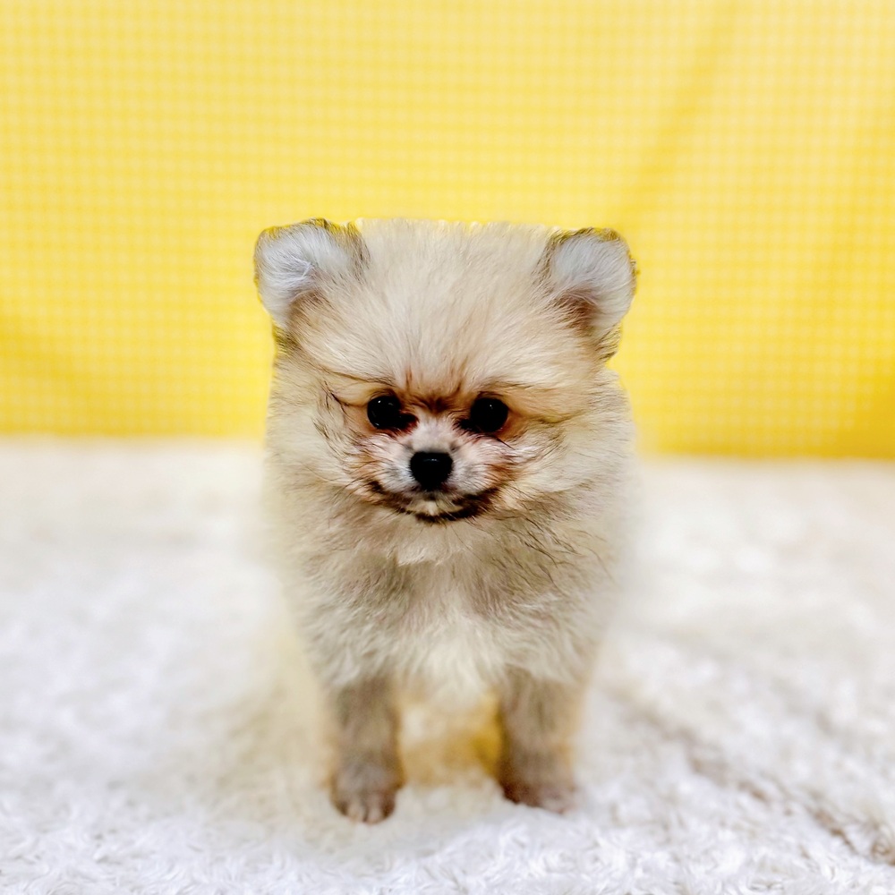 愛知県のポメラニアン (犬の家＆猫の里一宮店/2026年5月10日生まれ/男の子/クリームセーブル)の子犬の3枚目の画像