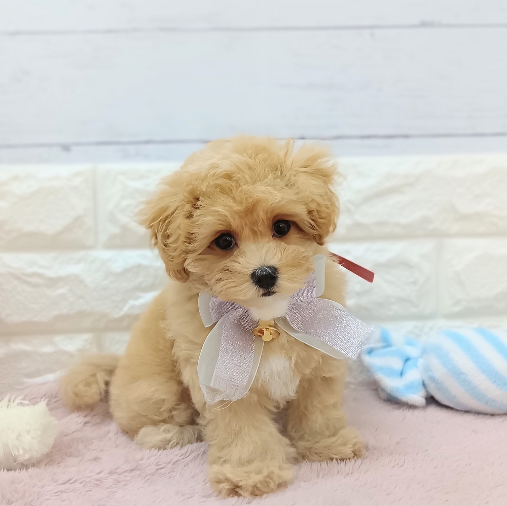 静岡県のマルプー(マルチーズ×プードル) (犬の家＆猫の里アミーゴ浜松和田店/2026年5月8日生まれ/女の子/アプリコット)の子犬の3枚目の画像