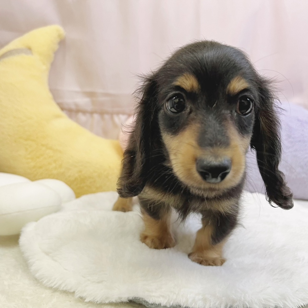 静岡県のカニンヘンダックスフンド(ロング) (犬の家＆猫の里マークイズ静岡店/2026年5月9日生まれ/男の子/ブラックタン)の子犬の3枚目の画像
