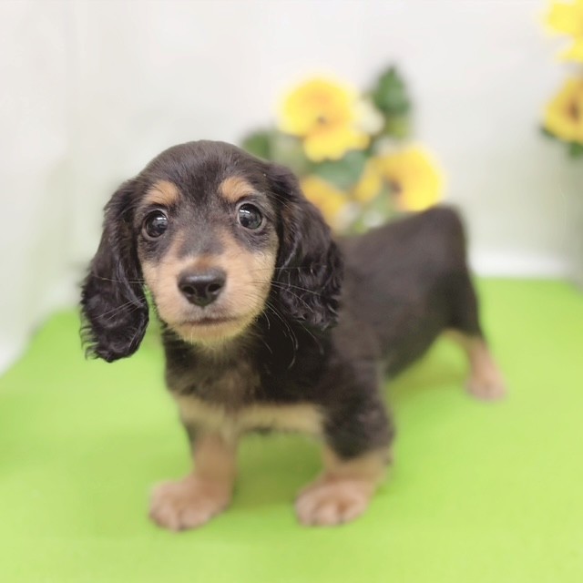 静岡県のカニンヘンダックスフンド(ロング) (犬の家＆猫の里藤枝店/2026年5月9日生まれ/男の子/ブラックタン)の子犬の3枚目の画像