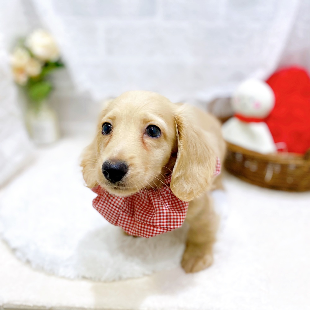 滋賀県のミニチュアダックスフンド(ロング) (犬の家＆猫の里長浜店/2026年5月10日生まれ/男の子/クリーム)の子犬の3枚目の画像