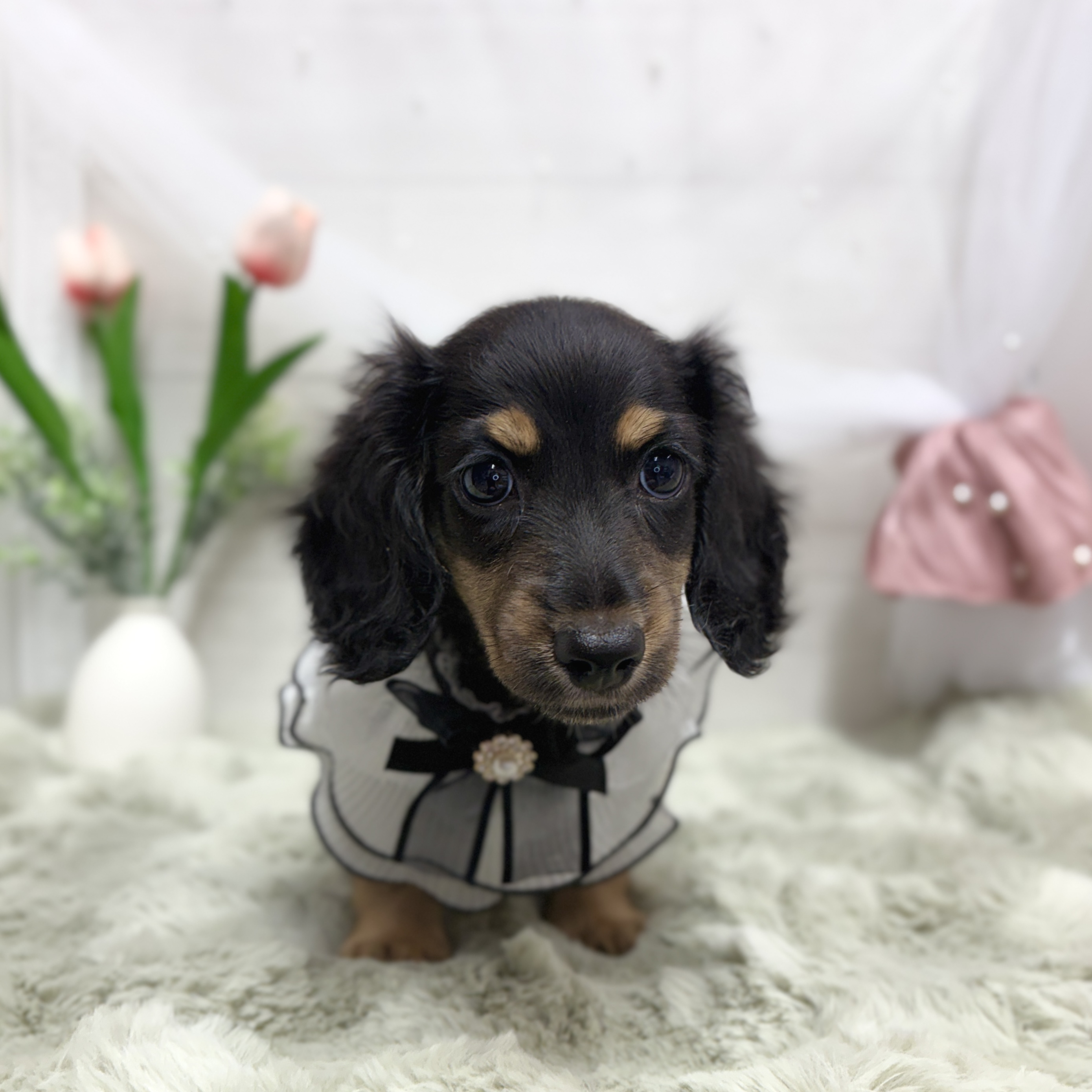 神奈川県のミニチュアダックスフンド(ロング) (犬の家＆猫の里相模原店/2026年5月10日生まれ/男の子/ブラックタン)の子犬の3枚目の画像