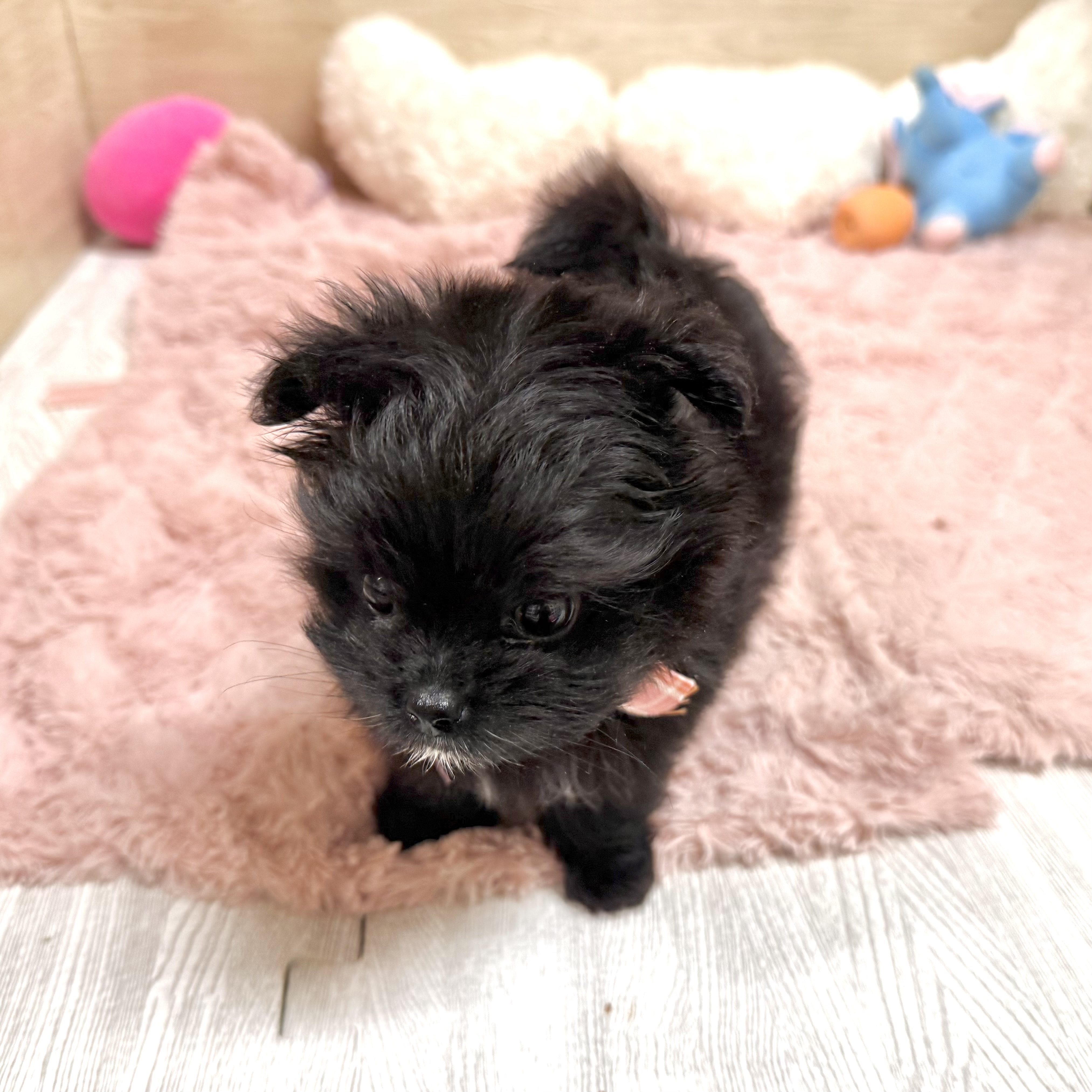大阪府のポメマル/マルポメ(ポメラニアン×マルチーズ) (犬の家＆猫の里そよら東岸和田店/2026年5月9日生まれ/女の子/ブラックホワイト)の子犬の3枚目の画像