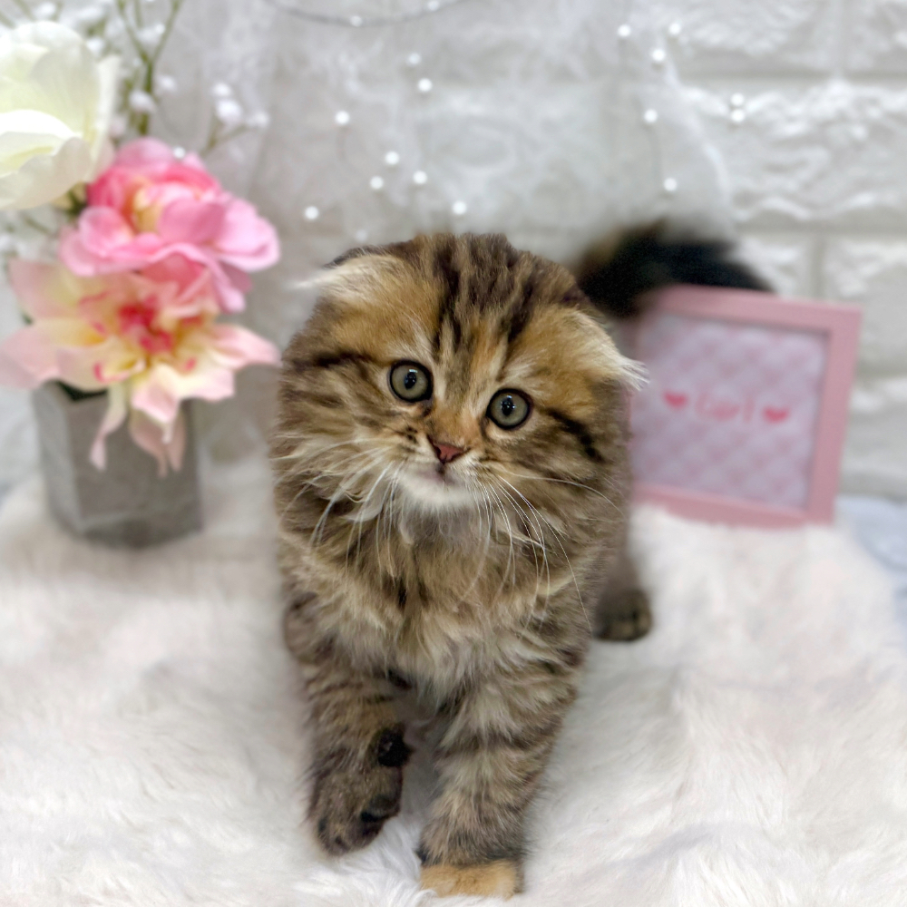福井県のスコティッシュフォールド (犬の家＆猫の里アミーゴ福井大和田店/2026年5月3日生まれ/女の子/ブラウンパッチドタビー)の子猫の3枚目の画像