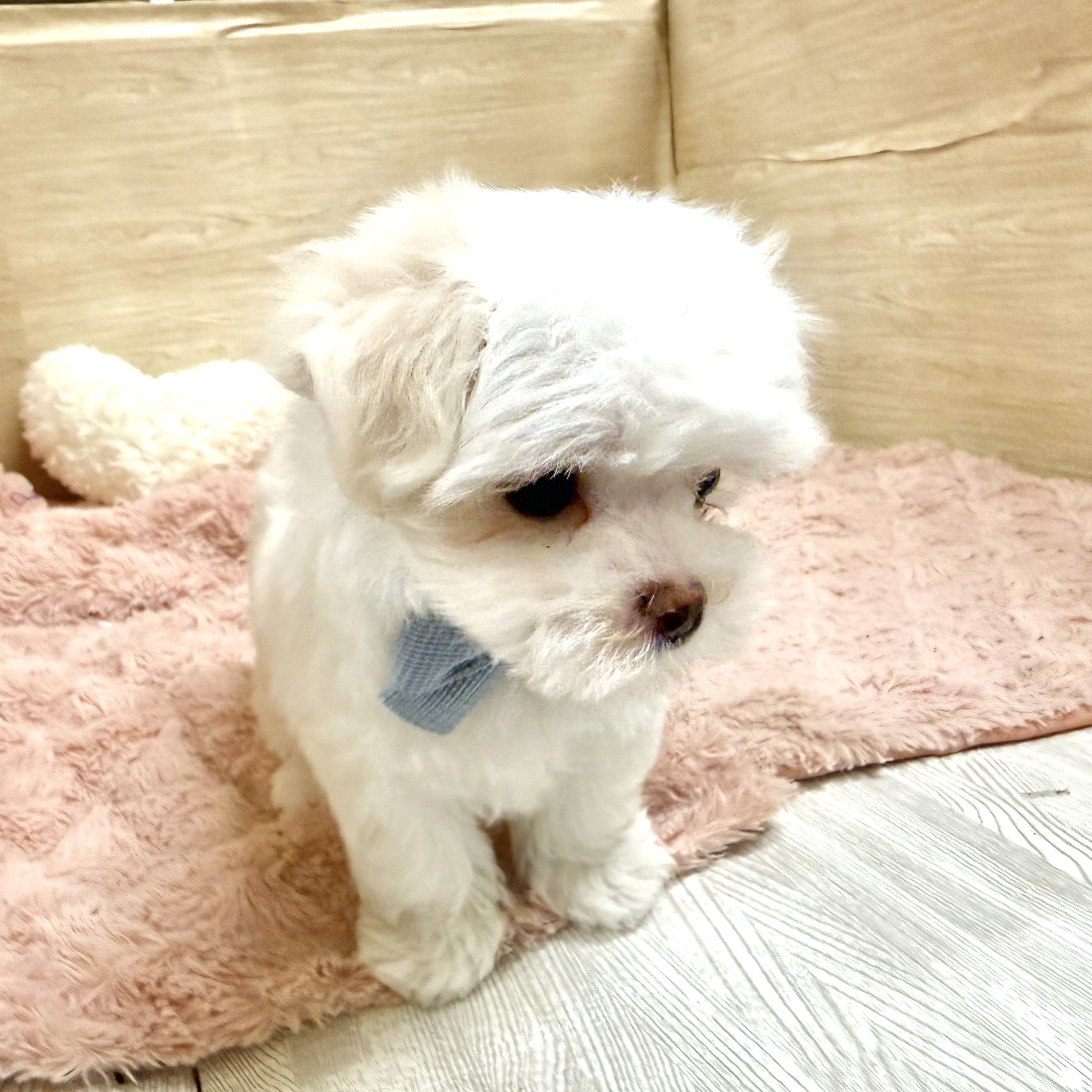 大阪府のマルチーズ (犬の家＆猫の里そよら東岸和田店/2026年5月9日生まれ/男の子/ホワイト)の子犬の3枚目の画像