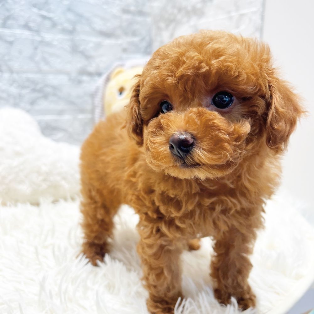 愛知県のトイプードル(トイ) (犬の家＆猫の里MiO香久山店/2026年1月8日生まれ/男の子/レッド)の子犬の3枚目の画像