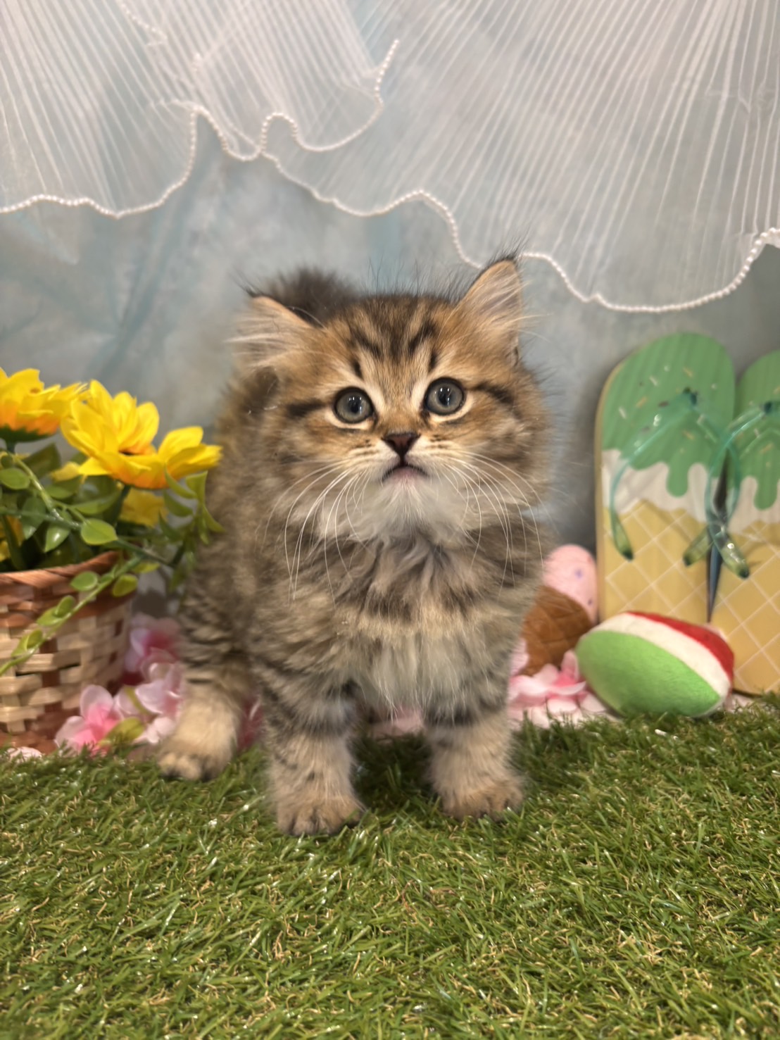 福岡県のマンチカン (犬の家＆猫の里くりえいと宗像店/2026年5月10日生まれ/男の子/チンチラゴールデン)の子猫の3枚目の画像