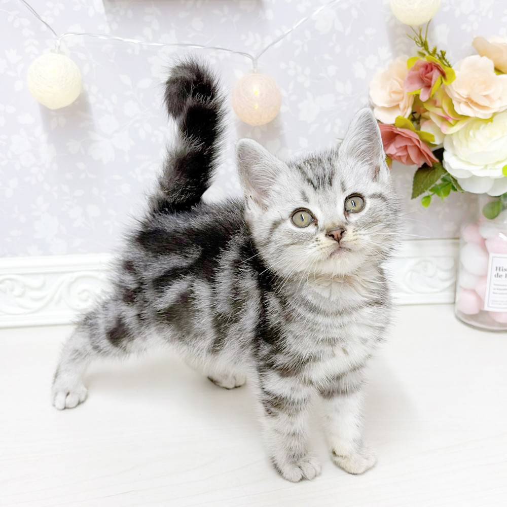 富山県のアメリカンショートヘアー (犬の家＆猫の里アミーゴ山室店/2026年5月5日生まれ/男の子/シルバータビー)の子猫の3枚目の画像