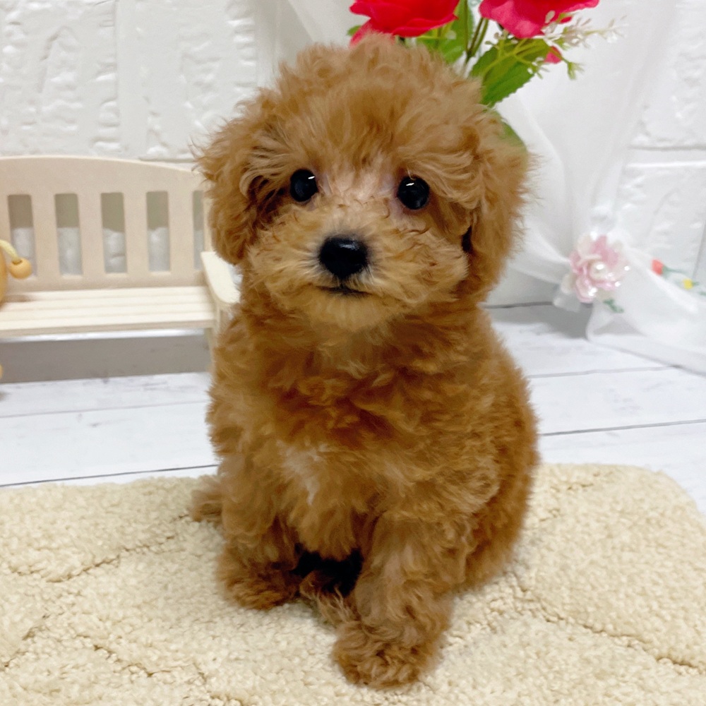 岡山県のトイプードル(トイ) (犬の家＆猫の里岡山店/2026年5月8日生まれ/女の子/アプリコット)の子犬の3枚目の画像