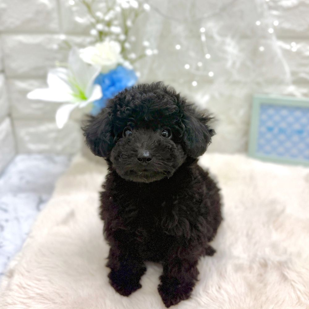 福井県のトイプードル(トイ) (犬の家＆猫の里アミーゴ福井大和田店/2026年5月8日生まれ/男の子/ブラック)の子犬の3枚目の画像