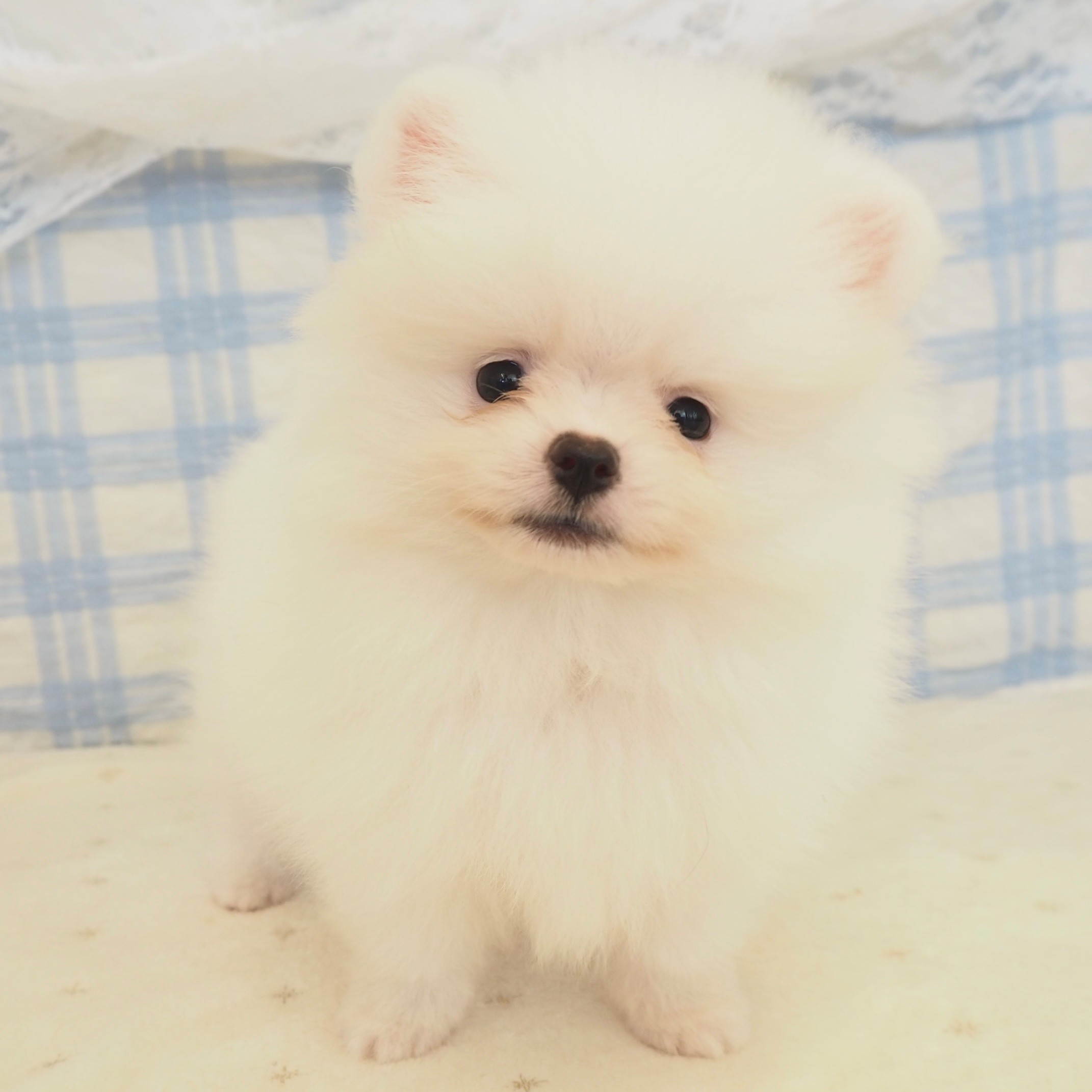 大阪府のポメラニアン (犬の家＆猫の里もりのみやキューズモールBASE店/2026年5月9日生まれ/男の子/ホワイト)の子犬の3枚目の画像