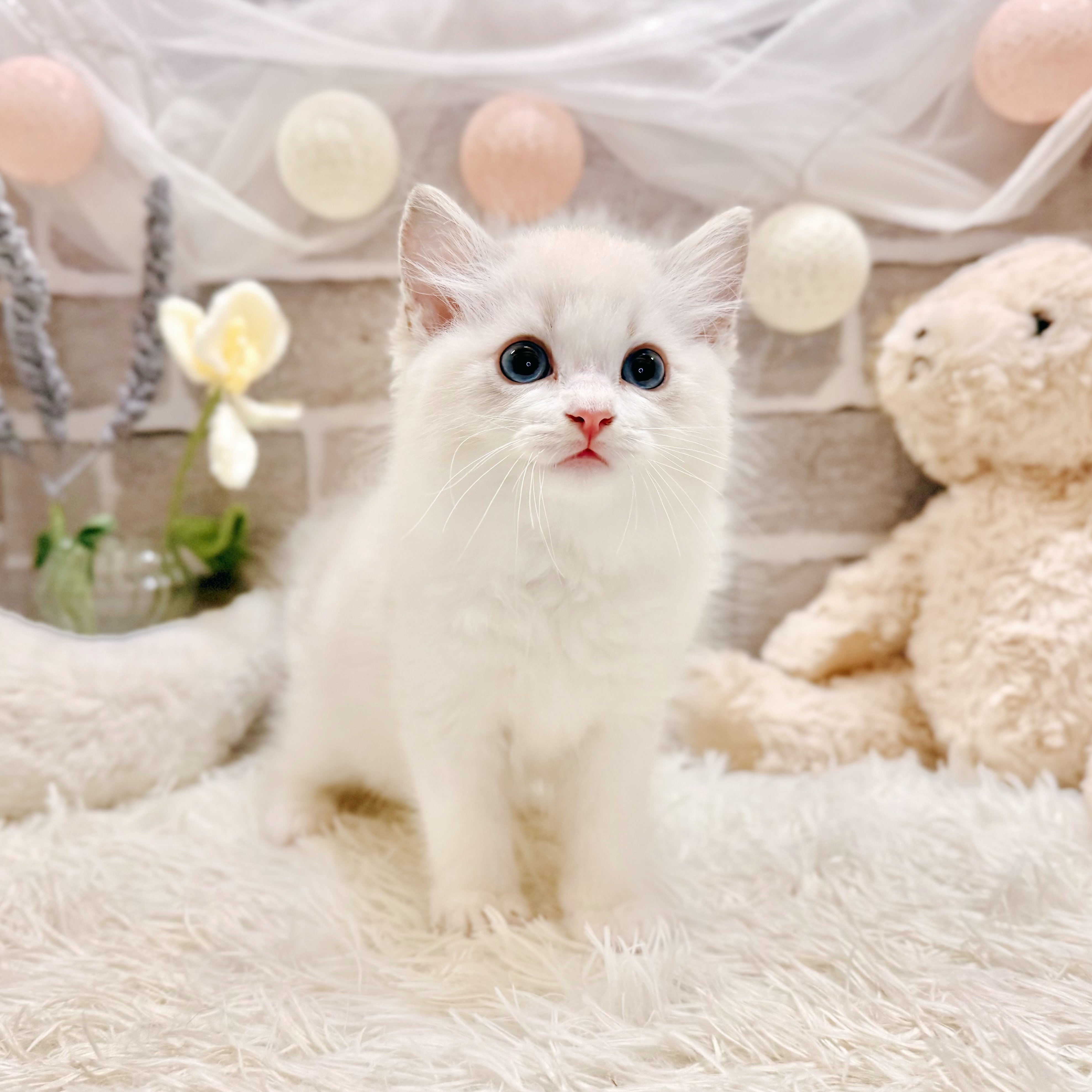 兵庫県のラグドール (犬の家＆猫の里神戸店/2026年5月7日生まれ/男の子/ブルーリンクスポイントバイカラー)の子猫の3枚目の画像