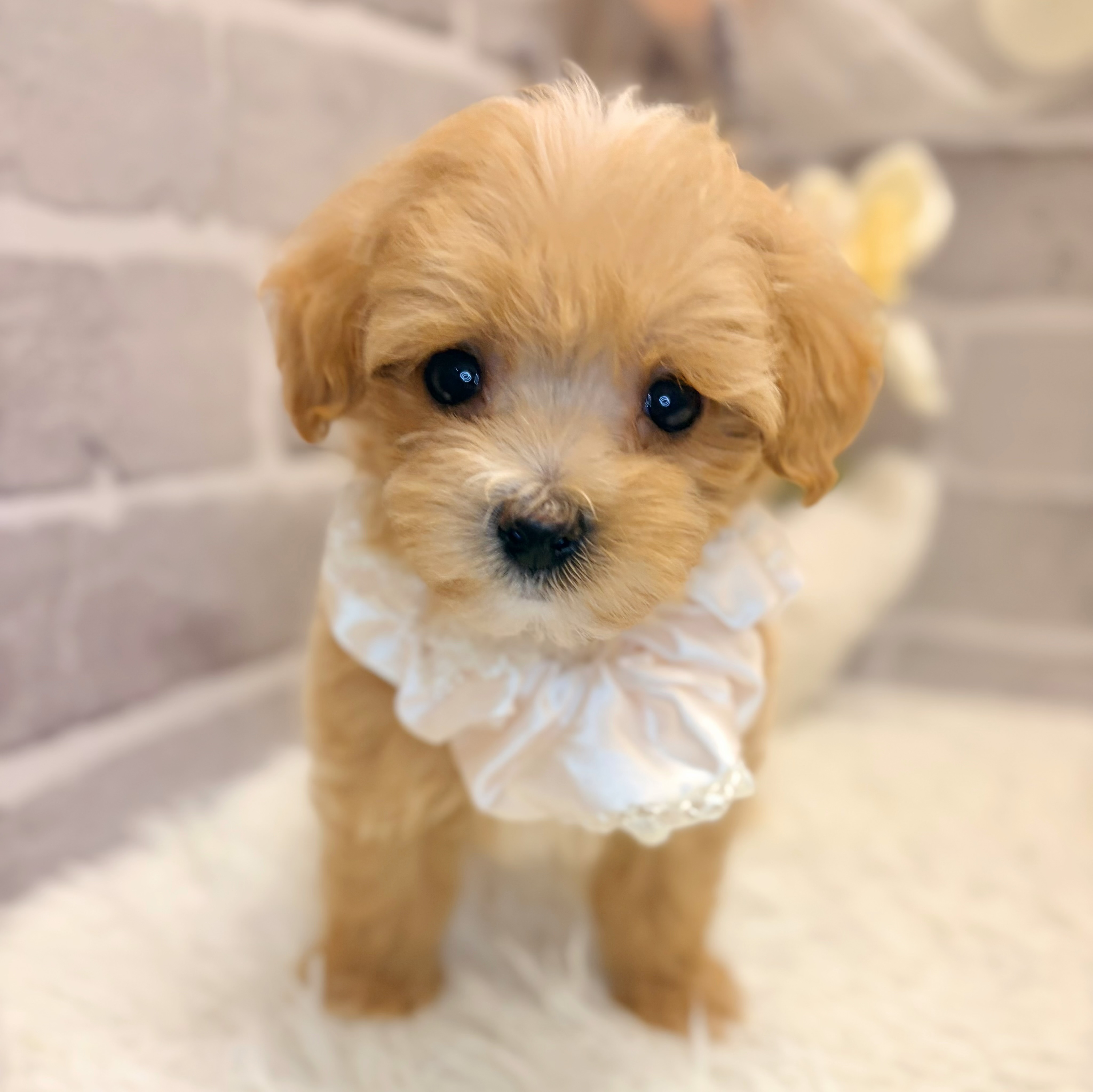 兵庫県のマルプー(マルチーズ×プードル) (犬の家＆猫の里神戸店/2026年5月7日生まれ/男の子/クリーム)の子犬の3枚目の画像