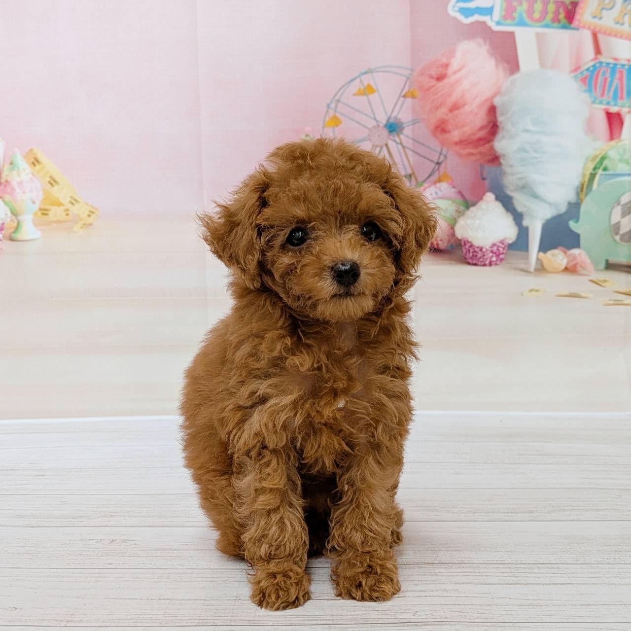 兵庫県のトイプードル(タイニー) (犬の家＆猫の里尼崎店/2026年5月1日生まれ/女の子/レッドフォーン)の子犬の3枚目の画像