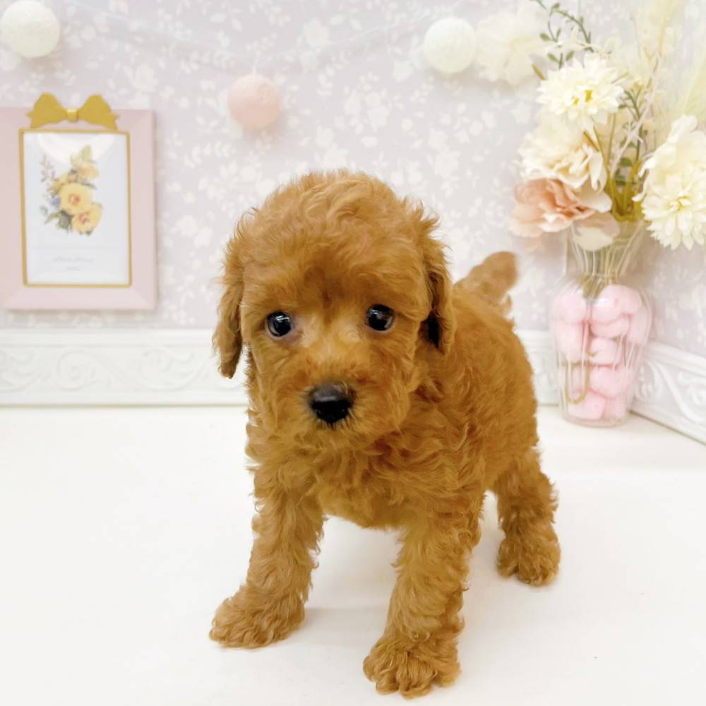 富山県のトイプードル(トイ) (犬の家＆猫の里富山店/2026年5月10日生まれ/男の子/レッドフォーン)の子犬の3枚目の画像