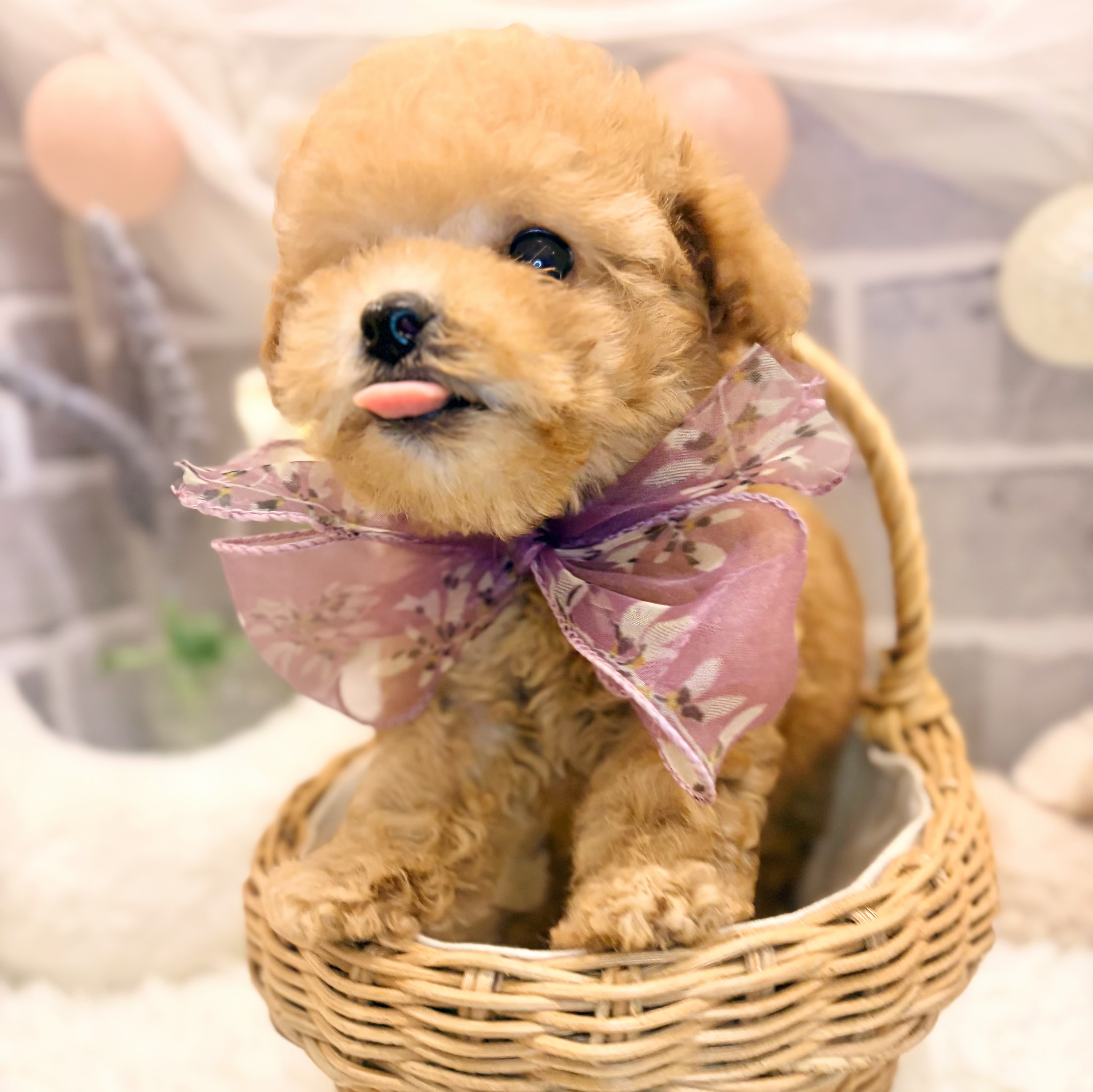 兵庫県のトイプードル(タイニー) (犬の家＆猫の里神戸店/2026年5月7日生まれ/男の子/アプリコット)の子犬の3枚目の画像