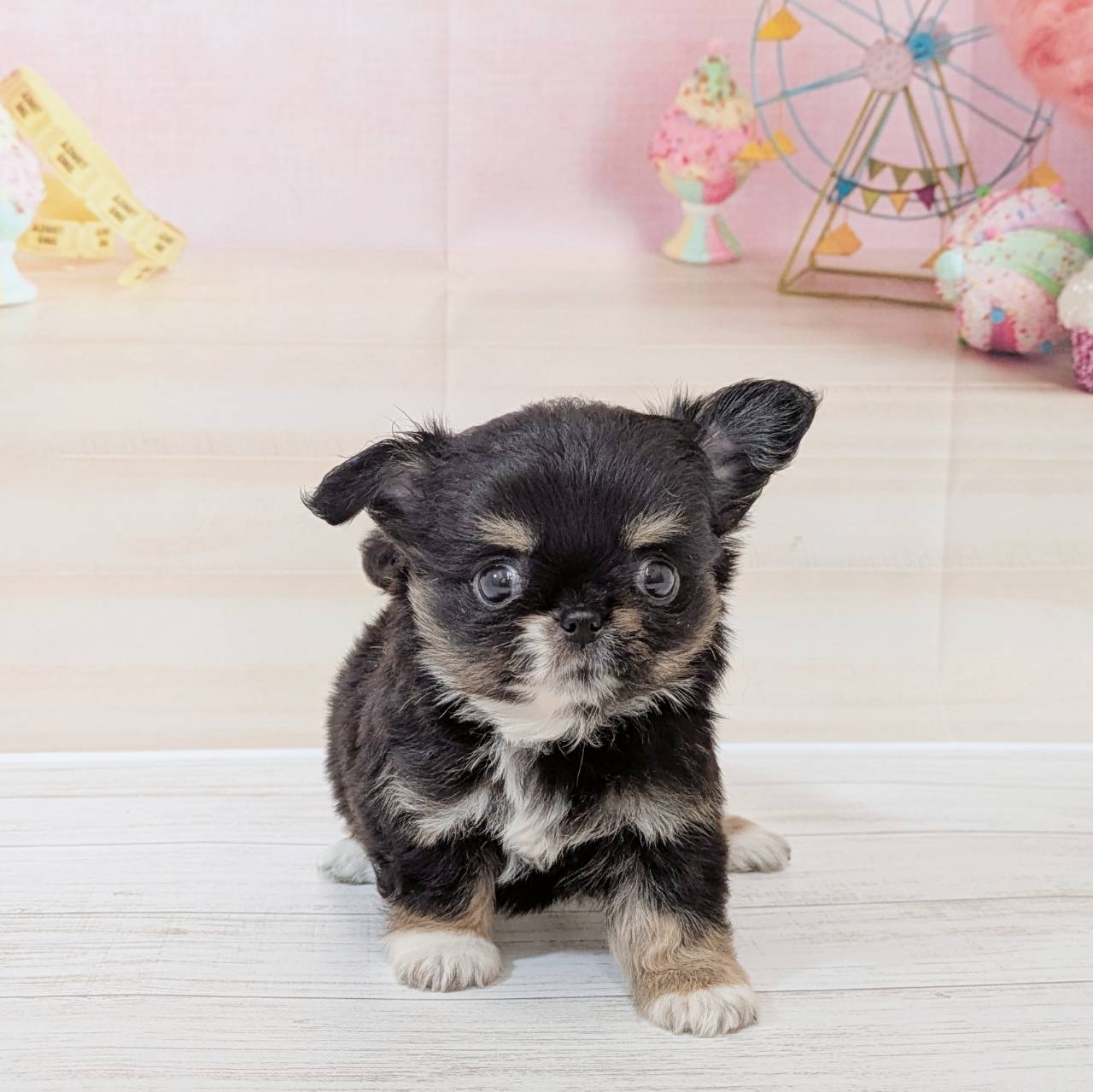 兵庫県のチワワ(ロング) (犬の家＆猫の里尼崎店/2026年5月9日生まれ/女の子/ブラックタンホワイト)の子犬の3枚目の画像