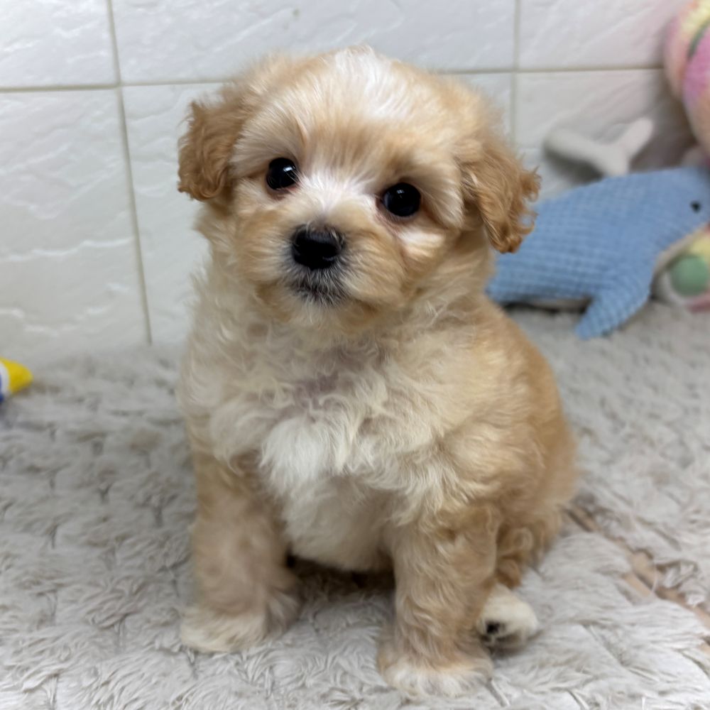 兵庫県のマルプー(マルチーズ×プードル) (犬の家＆猫の里ゆめタウン姫路店/2026年5月8日生まれ/男の子/アプリコット)の子犬の1枚目の画像
