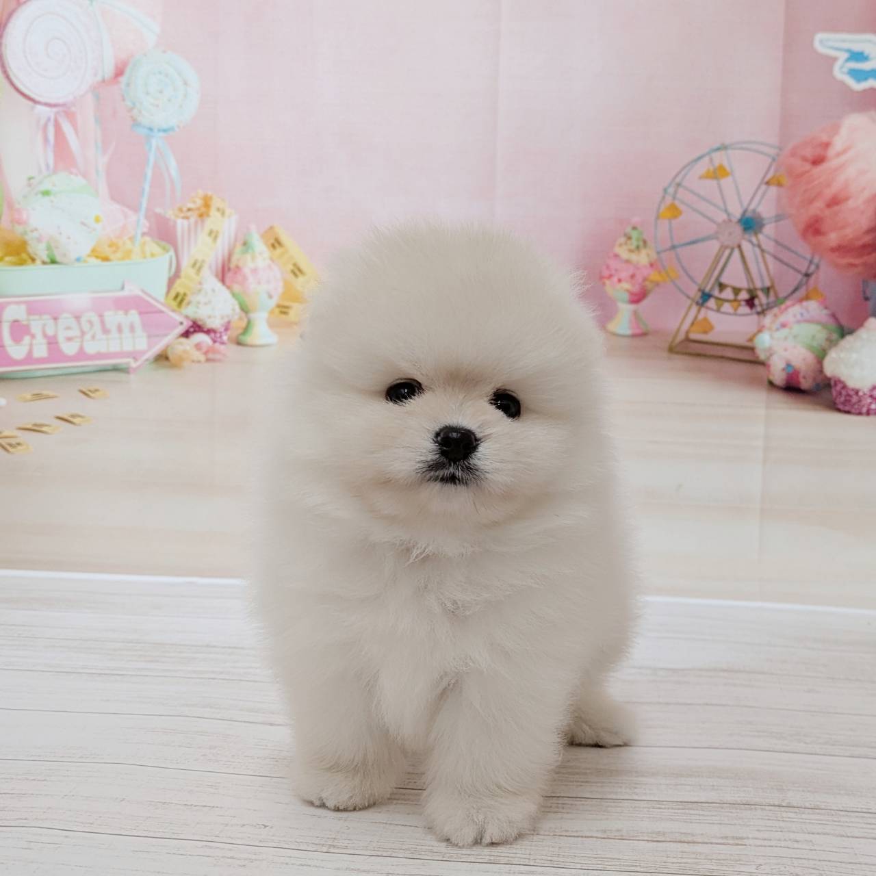 兵庫県のポメラニアン (犬の家＆猫の里尼崎店/2026年5月10日生まれ/男の子/クリーム)の子犬の3枚目の画像