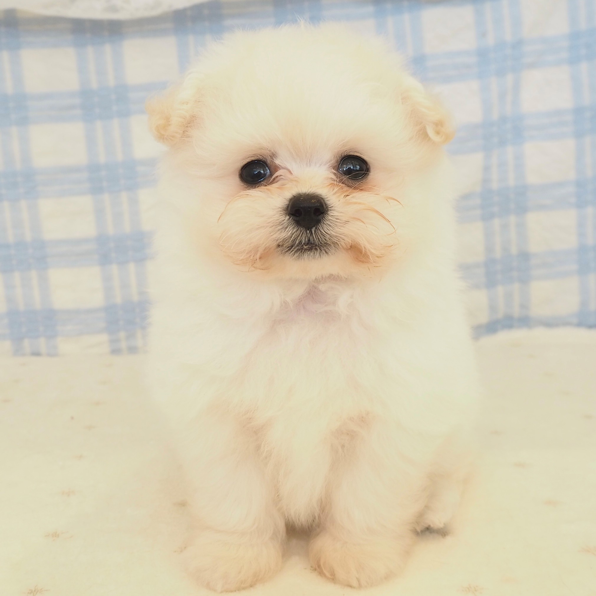 大阪府のポメプー(ポメラニアン×プードル) (犬の家＆猫の里もりのみやキューズモールBASE店/2026年5月8日生まれ/男の子/ホワイト)の子犬