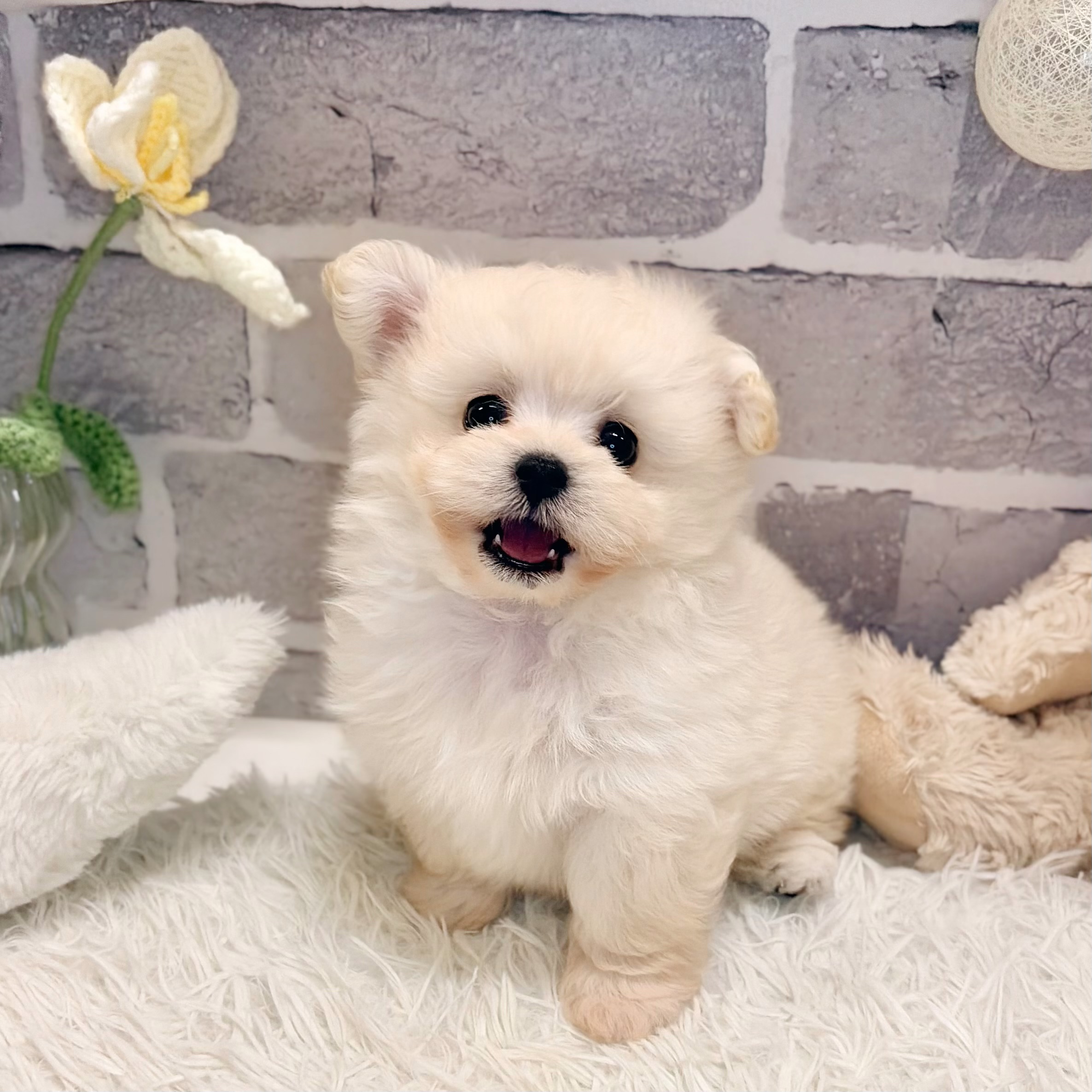 兵庫県のポメプー(ポメラニアン×プードル) (犬の家＆猫の里神戸店/2026年5月8日生まれ/男の子/ホワイト)の子犬の3枚目の画像