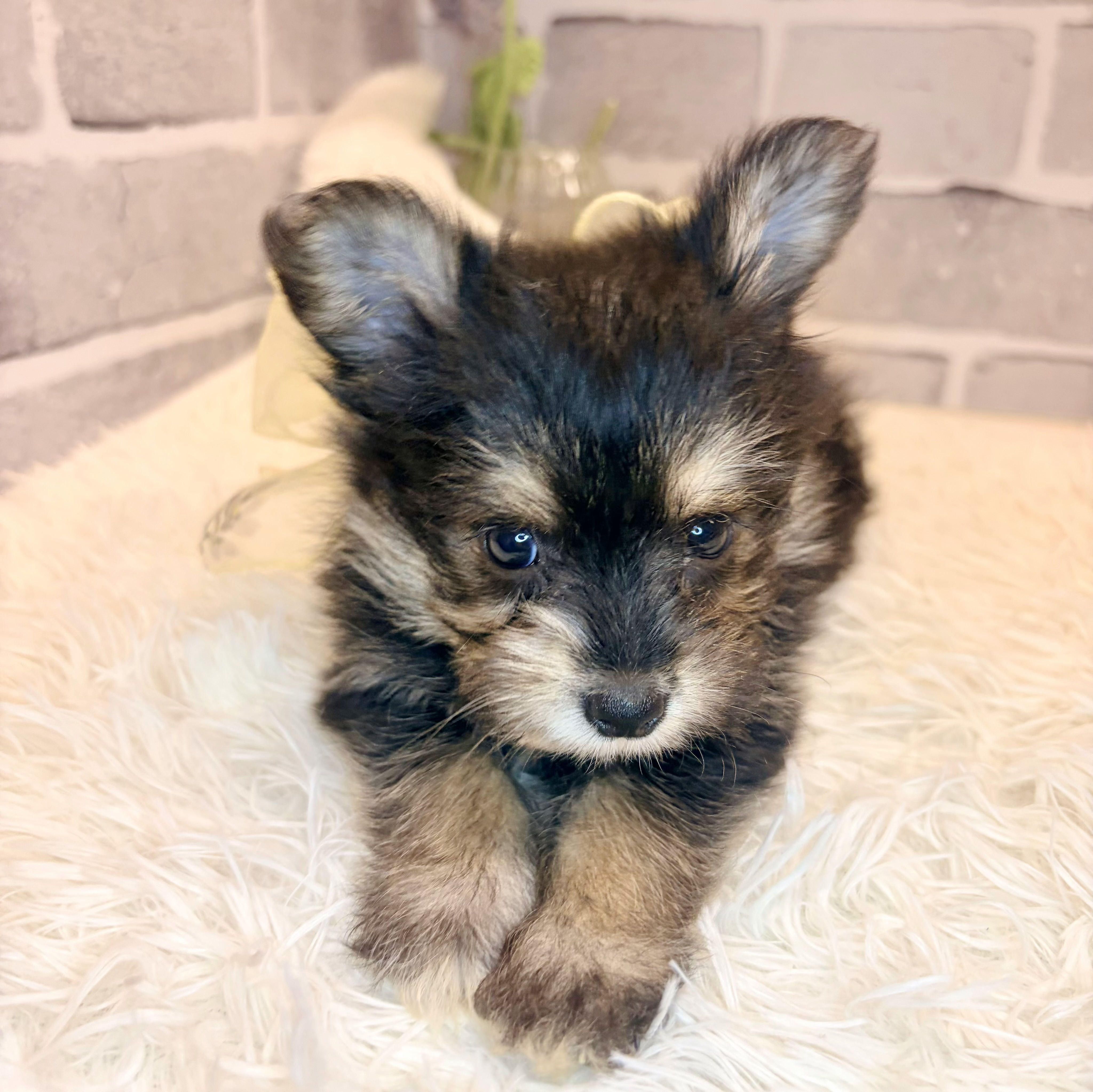 兵庫県のポメキー(ポメラニアン×ヨークシャーテリア) (犬の家＆猫の里神戸店/2026年5月9日生まれ/女の子/ブラックタン)の子犬の3枚目の画像