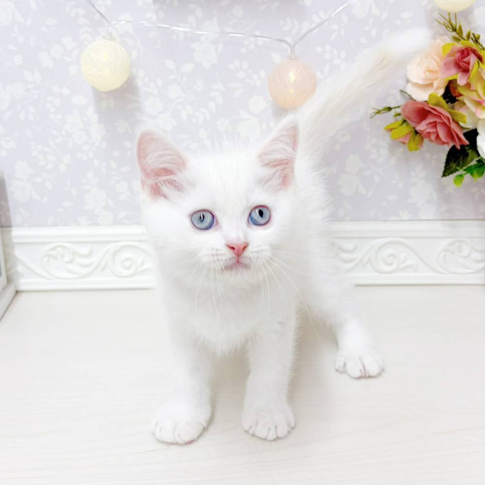 富山県のマンチカン (犬の家＆猫の里アミーゴ山室店/2026年5月5日生まれ/男の子/クリームポイント)の子猫の3枚目の画像