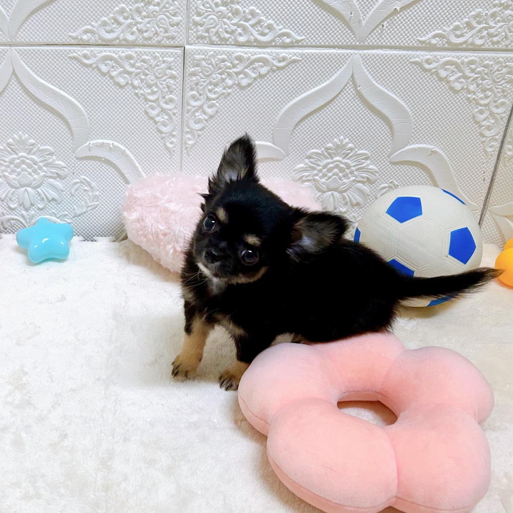 愛知県のチワワ(ロング) (犬の家＆猫の里岡崎店/2026年5月5日生まれ/女の子/ブラックタン)の子犬の3枚目の画像