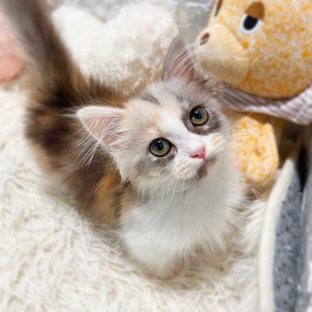 愛知県のマンチカン (犬の家＆猫の里MiO香久山店/2026年4月23日生まれ/女の子/ブルーパッチドタビーホワイト)の子猫の3枚目の画像