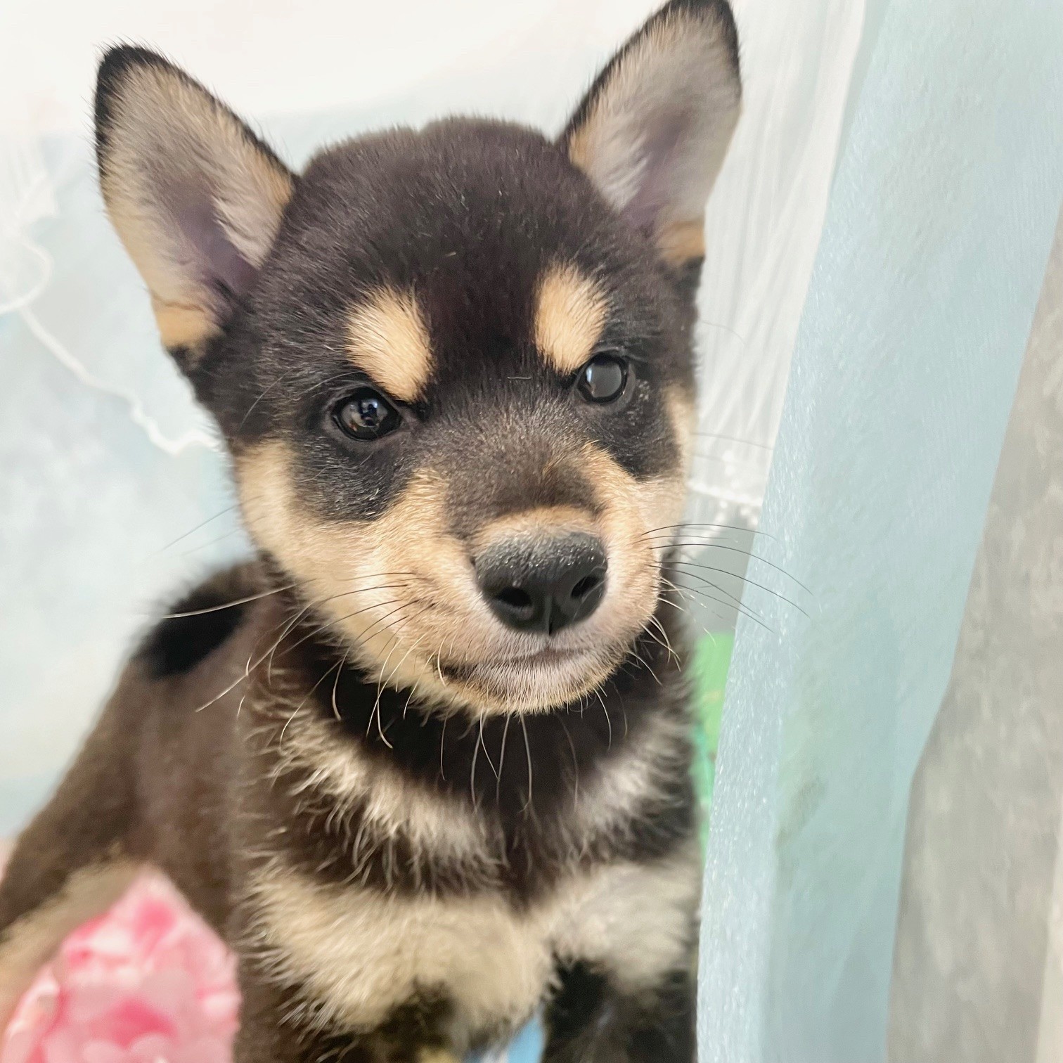 福岡県の柴犬(標準サイズ) (犬の家＆猫の里くりえいと宗像店/2026年5月8日生まれ/男の子/黒)の子犬の3枚目の画像