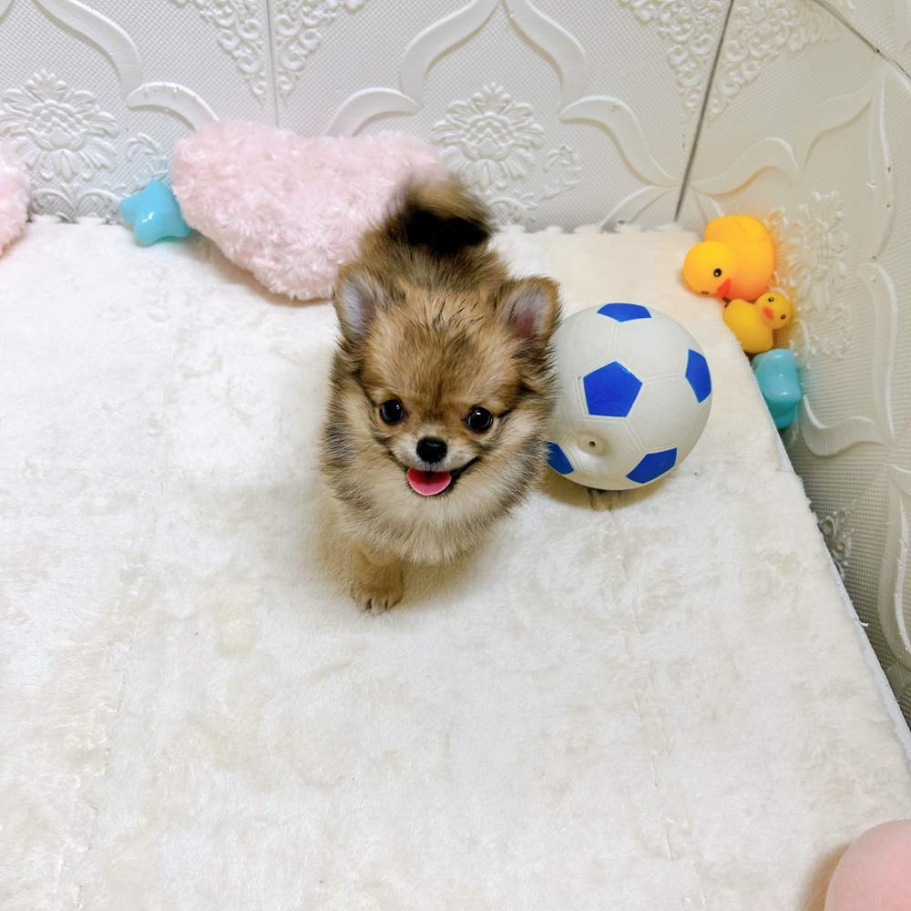 愛知県のチワワ(ロング) (犬の家＆猫の里岡崎店/2026年5月9日生まれ/女の子/レッド)の子犬の3枚目の画像